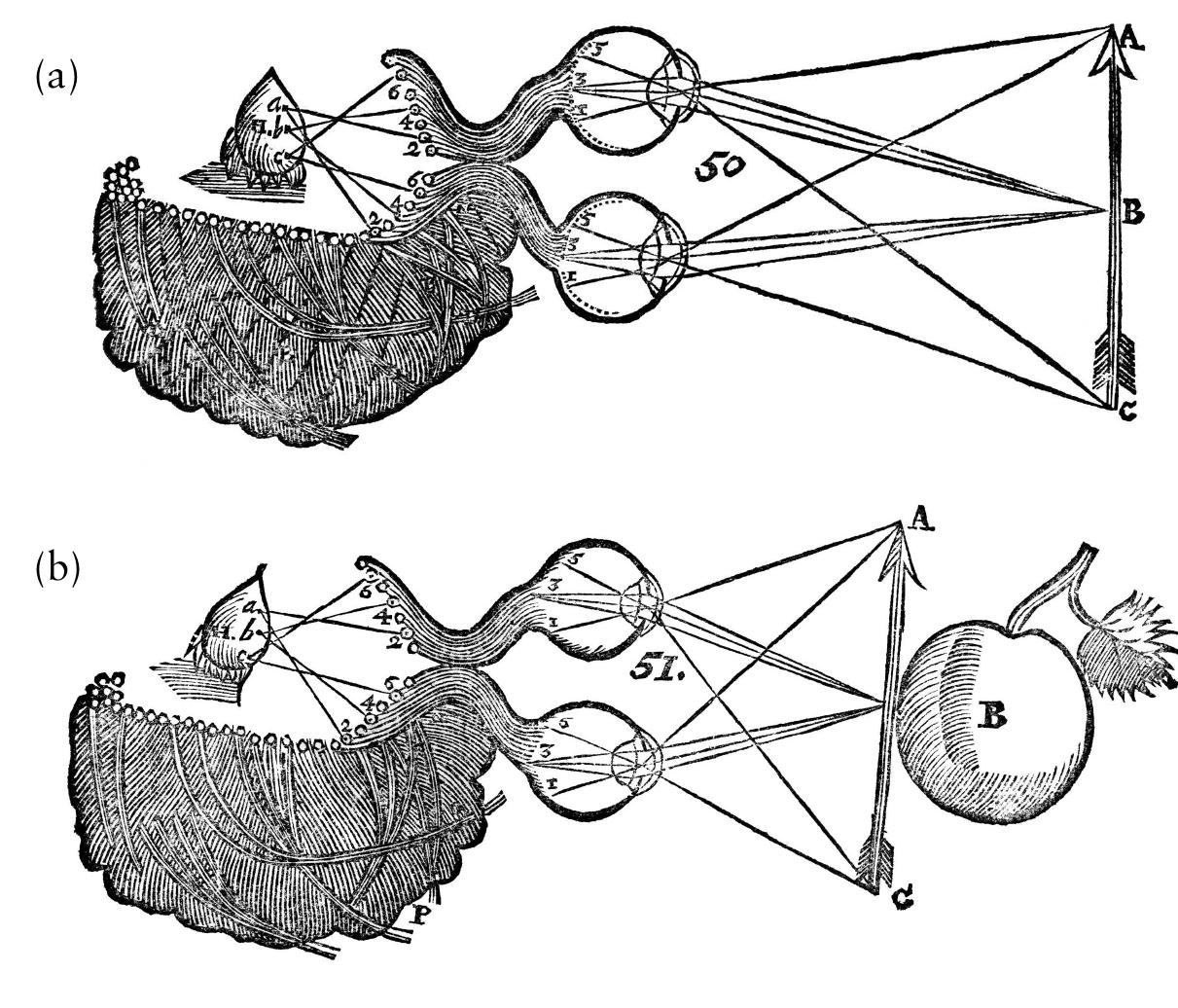 FIGURE 6. The visual system in the Treatise, showing pineal physiology. Diagrams (a) and (b) exhibit differences in pineal lean when the eyes are directed toward objects at different distances. Reproduced from Descartes 1692b, 106, 120, author’s collection. 