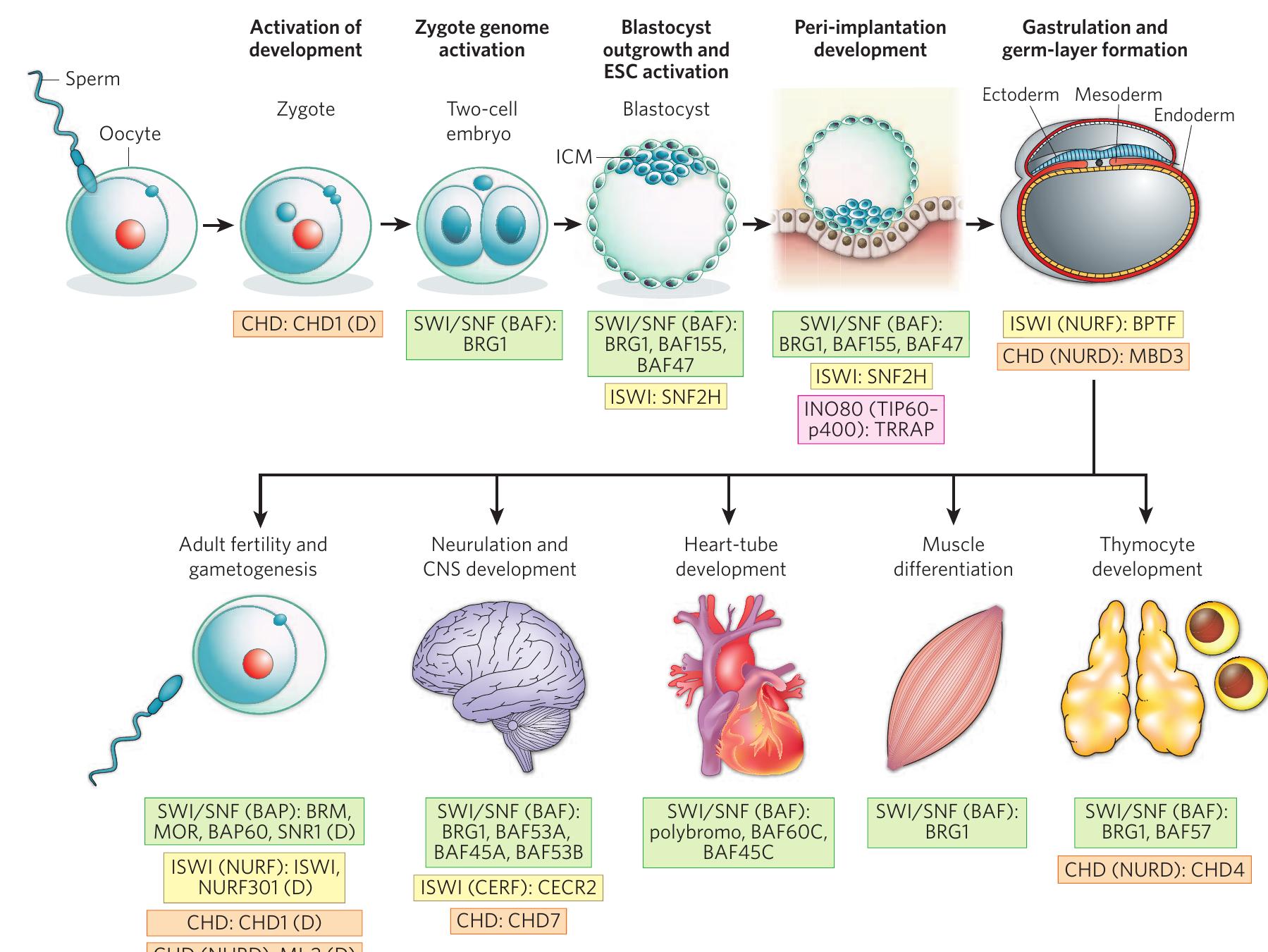 The first evidence that BAF complexes could repress transcription through long-range interactions came from studies of mouse T cells.  Normal T-cell development in the thymus depends on BAF complexes, although it is unclear whether thymocytes also have a specialized BAF complex. During development, T-cell differentiation is coupled to the dif- ferential expression of two co-receptors of the T-cell antigen receptor: CD4 and CD8. The expression of Cd4 is developmentally repressed by a distant silencer located 2 kb from the transcription start site of Cd4, and deletion of this silencer results in de-repression of Cd4 at an early stage of develop- ment”. The silencer binds to BRG1, BAF57 and presumably the entire BAF complex, which subsequently recruits a transcription factor required for Cd4 silencing, RUNX]1 (which mediates repression by an unknown mech- anism). BRG1-deficient thymocytes prematurely express CD4 and fail to activate CD8 expression, resulting in arrested thymocyte development”. This mode of action is distinct from that of the yeast Swi/Snf complex, which in all cases investigated is recruited to promoters by transcription factors in order to activate transcription”. Surprisingly, in mice, BRG1 is required again at a later stage to activate CD4 expression, indicating that BAF complexes can both activate and repress the transcription ofa single gene’’ depending on the developmental context. Because mammalian BAF complexes often repress transcription at a distance, whereas the yeast Swi/ Snf complex always activates transcription by binding to promoters, there are likely to be significant mechanistic differences between these two com- plexes. These observations indicate that the initial nomenclature that we proposed, mSWI/SNF”, may be an inappropriate extrapolation.  development. BAF complexes are involved in most of the developmental transitions depicted. The requirement for BAF complexes throughout development could reflect the many combinatorial possibilities of BAF complex composition. However, the apparent involvement of BAF complexe: more than other chromatin-remodelling complexes could just reflect that these complexes are the most widely studied of the chromatin remodellers. BAP, Brahma-associated proteins; BPTF, bromodomain PHD-finger transcription factor; CERE CECR2-containing remodelling factor;  CNS, central nervous system; ICM, inner cell mass; MOR, Moira;  NURE, nucleosome-remodelling factor; SNR1, Snf5-related protein 1; TRRAP, transformation/transcription-domain-associated protein.  Figure 2 | Chromatin-remodelling complexes in development. The four families of chromatin remodellers — SWI/SNF (green background), ISWI (yellow), CHD (orange) and INO80 (pink) — are required at distinct steps for the normal development of the development of embryos (implantation, gastrulation and organogenesis) and for the formation of gametes. The proteins known to be involved in mouse development are listed next to each step, together with the family of the complex involved (and the name of the specific complex, in parentheses, if known). In cases in which studies using mouse models have not been reported, proteins found to be involved in Drosophila melanogaster development are listed, as denoted by (D), althoug! it is unclear whether these results can be extrapolated to mammalian  Additional evidence for this coordination between tissue-specific BAF complexes and transcription factors comes from studies of heart development. Baf45c-containing complexes are required for heart and muscle development in zebrafish (Danio rerio)”. In addition, BAF60C is selectively expressed in the regions of the mouse embryo that give rise to a heart and is required for morphogenesis of the heart, differentiation into cardiac and skeletal muscle cells” and establishment of left-right asymmetry in the early embryo”. Remarkably, ectopic expression of BAF60C but not BAF60A, in coordination with the transcription factors GATA4 and TBXS5, is sufficient to induce the development of beating cardiomyocytes from non-cardiogenic mesoderm in the developing embryo” (Figs 1a and 2). Hence, BAF complexes are required for car- diac fate determination. But the closely related polybromo-containing BAF (PBAF) complexes (a subfamily of mouse SWI/SNF complexes defined by the incorporation of polybromo (also known as BAF180)) are expressed in the epicardium and have roles that are non-redundant with those of BAF60C in mediating coronary development and cardiac chamber maturation**. By contrast, PBAF complexes are not required for ESC formation or function: deletion of the signature subunit of these complexes, polybromo (BAF180), does not impair the formation of the inner cell mass or the production of different germ layers”.  ora 