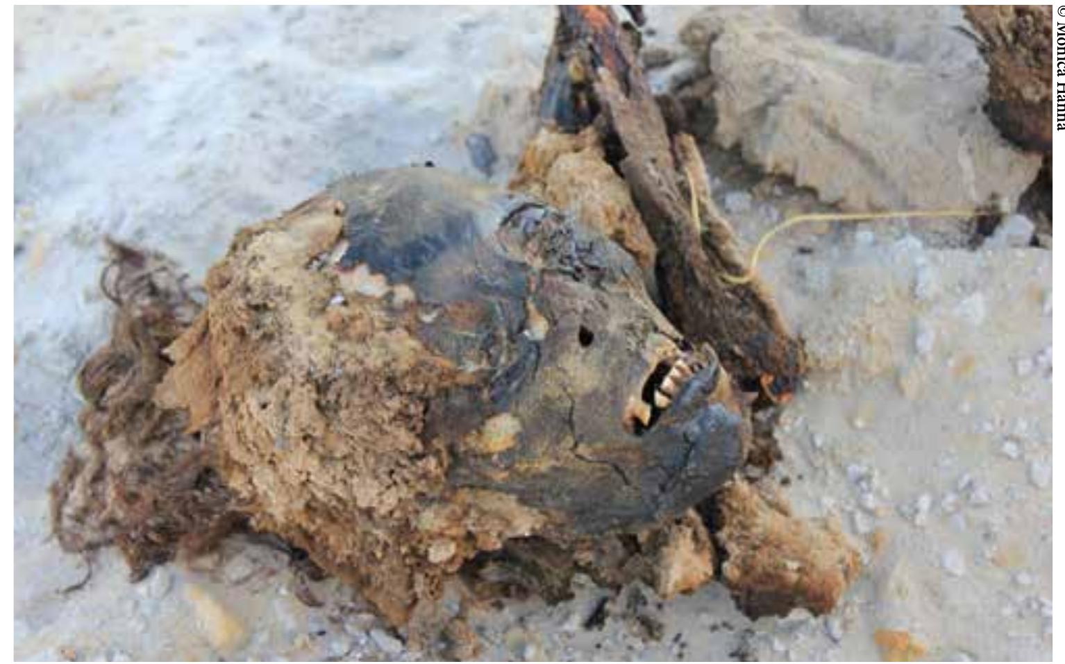 Fig. 6. Human remains disturbed by looters in Mandisha, oasis of Bahariya. 