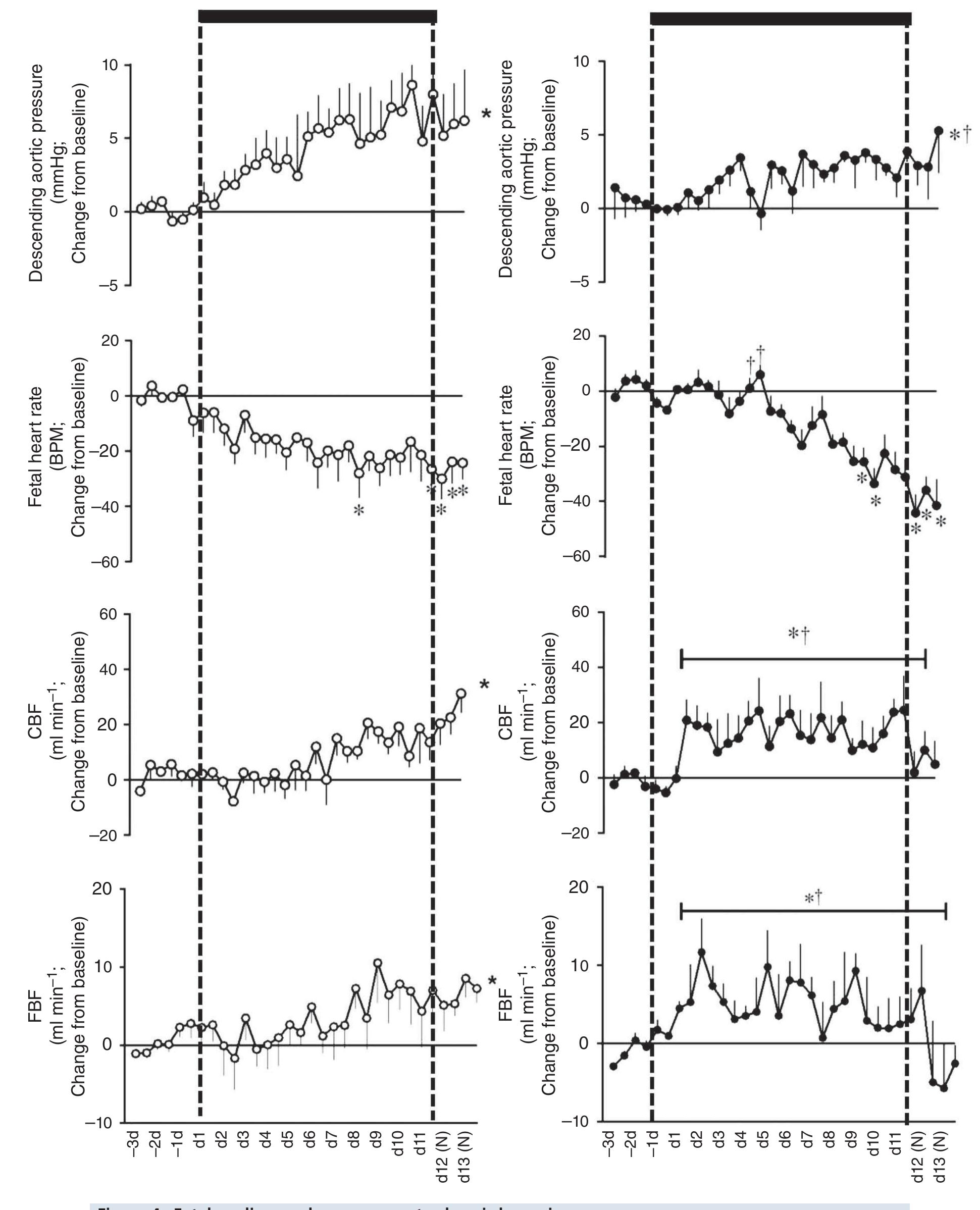 FIQure & Fetal CarGlOVasCUldl FEsVOMses lO CHOC MYVPOAla Values are mean + SEM for the change from baseline in cardiovascular variables in fetal sheep undergoing normoxic (©, n = 6, left) or chronic hypoxic (@, n = 6, right) pregnancy. CBF, carotid blood flow; FBF, femoral blood flow; BPM, beats per minute; (N), normoxic recovery. The x-axis shows time in days (d). Significant differences (P < 0.05): *differences indicating a significant main effect of time compared with baseline; ‘differences indicating a significant main effect of treatment compared with normoxic pregnancy (two-way repeated-measures ANOVA + Tukey test). For descending aortic pressure, the two-way ANOVA represents a comparison of slopes. For FBF and CBF, the two-way ANOVA represents a comparison of areas under the curve. 