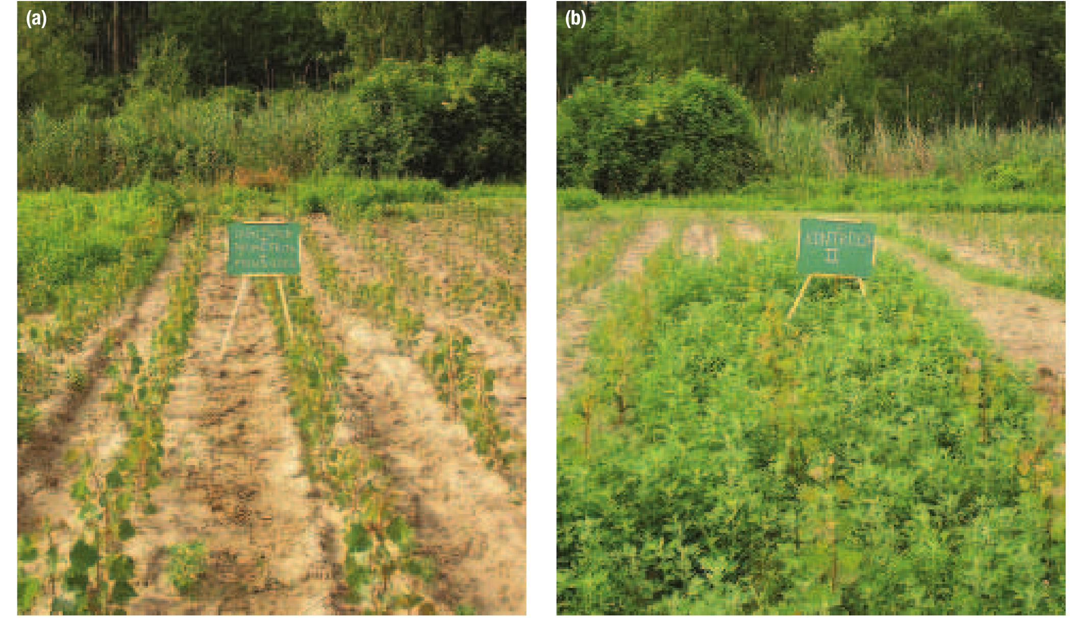 © Serbia Photo 14.1 | Herbicide trials in a poplar nursery (a) efficiency of herbicides applied; (b) control plot.