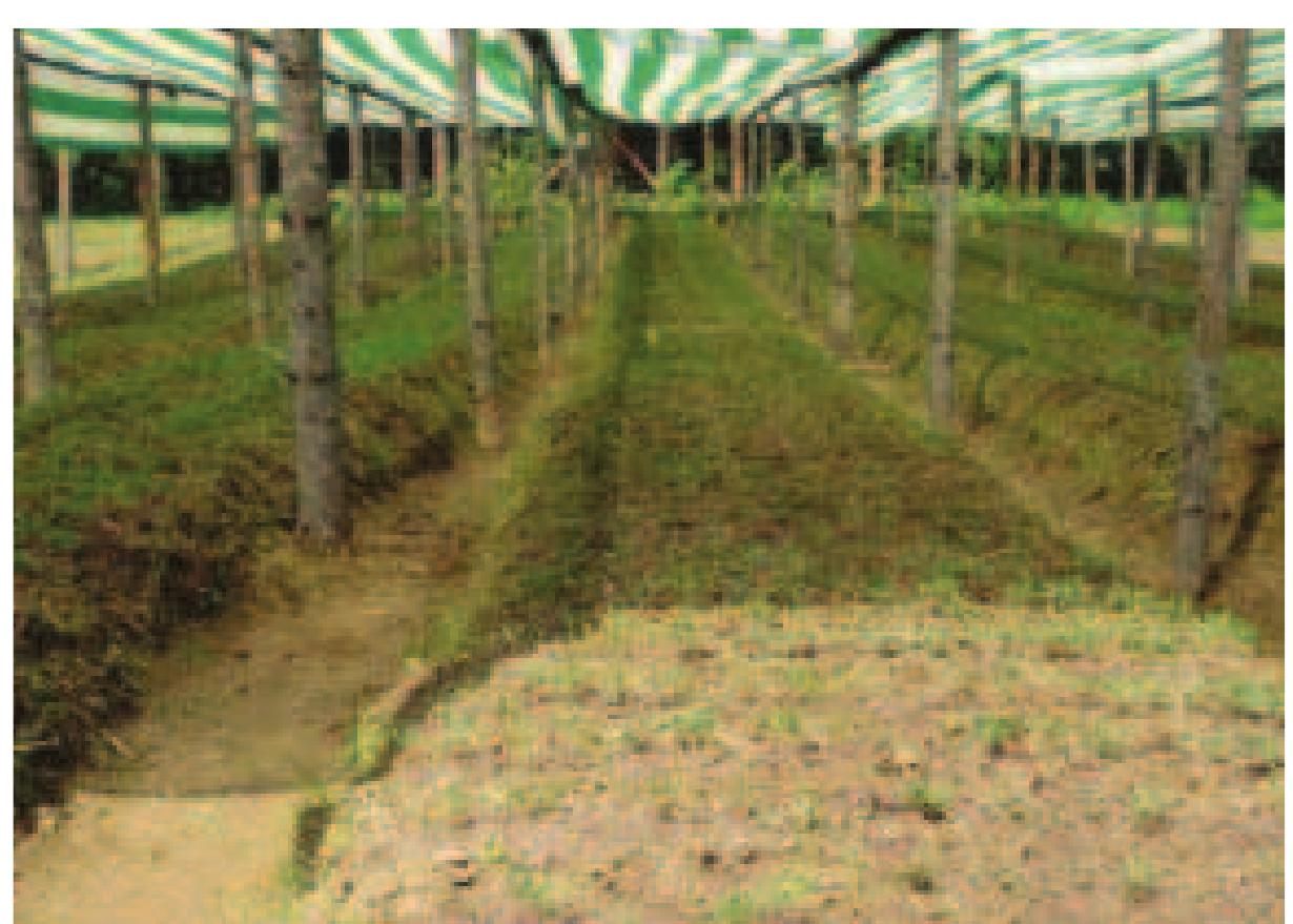 © Romania Photo 13.2 | Mechanized cultivation between rows of seedlings in a young plantation in Murfatlar Forest District, Constanta county.