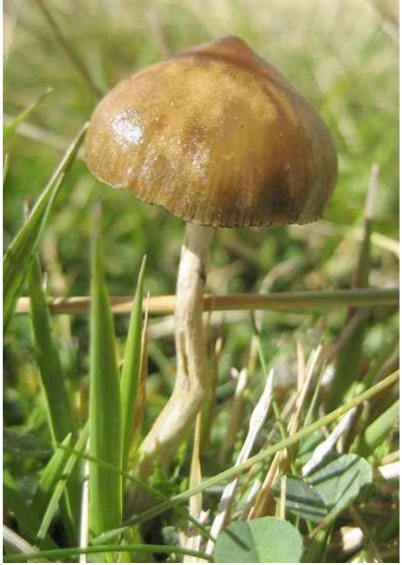 Fig. 2. Psilocybe hispanica Guzman (photograph, I. Seral). 