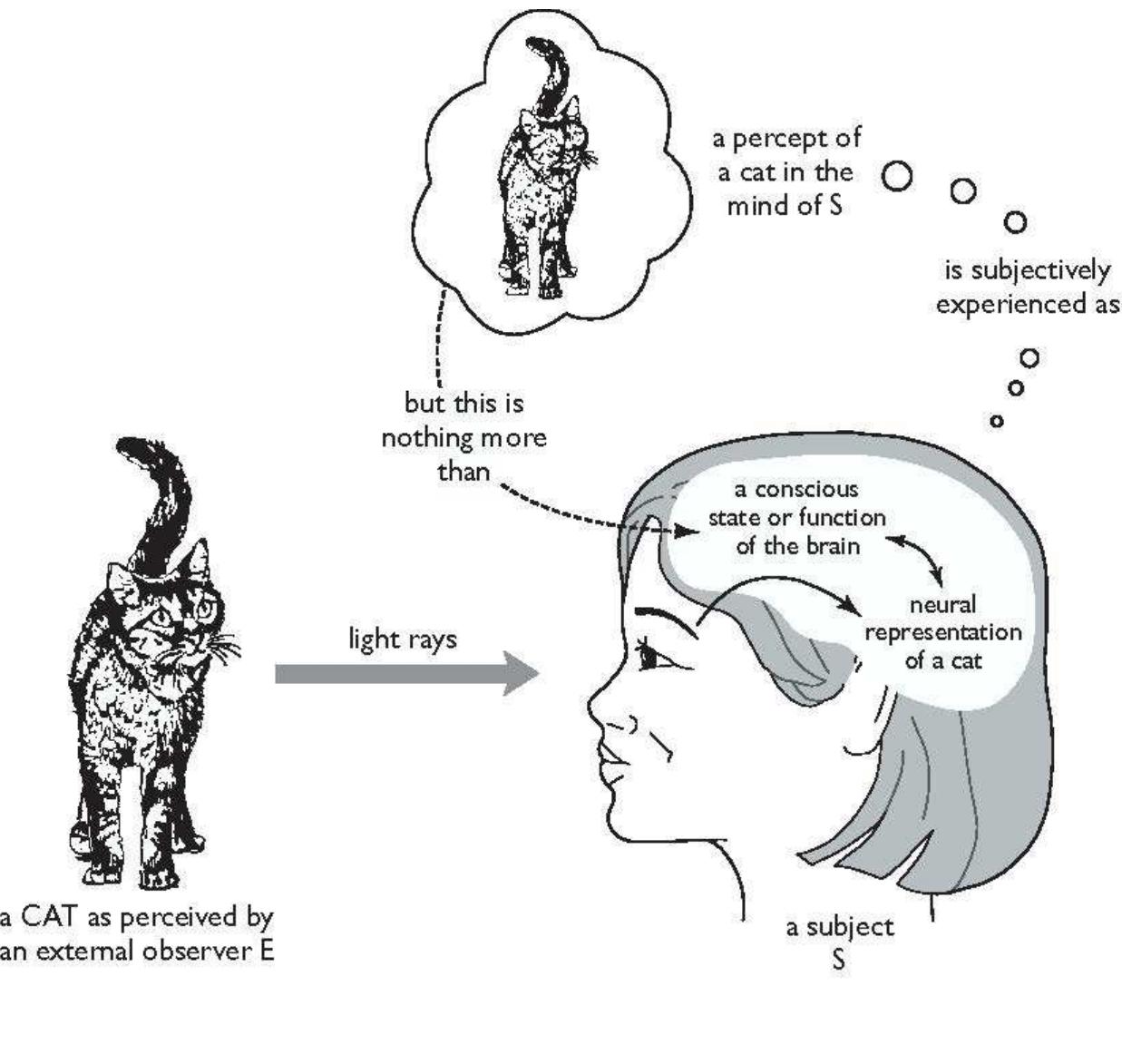 Dualists have, traditionally, been content to accept that there may be aspects of human experience that are beyond science. However, the problems of assimilating such dualism into a scientific worldview are serious. So it is not surprising that 20th- century philosophy and science tried to naturalise dualism by arguing or attempting to show that conscious experiences are nothing more than states or functions of the brain. A reductionist model of visual perception is shown in Figure 2.  Figure 2: a reductionist model of perception 