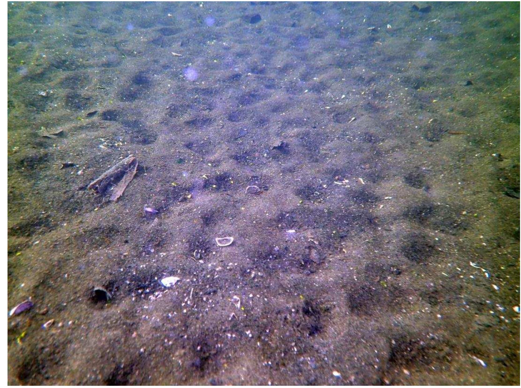 Fig. 13: Digging damage caused by the common bream (Abramis brama) in Lake Peetsch. 