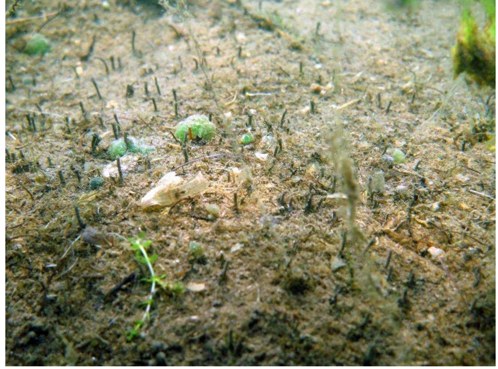 Fig. 14: Herbivory damage caused by the White Amur (Ctenopharyngodon idella) in Lake Stechlin. 