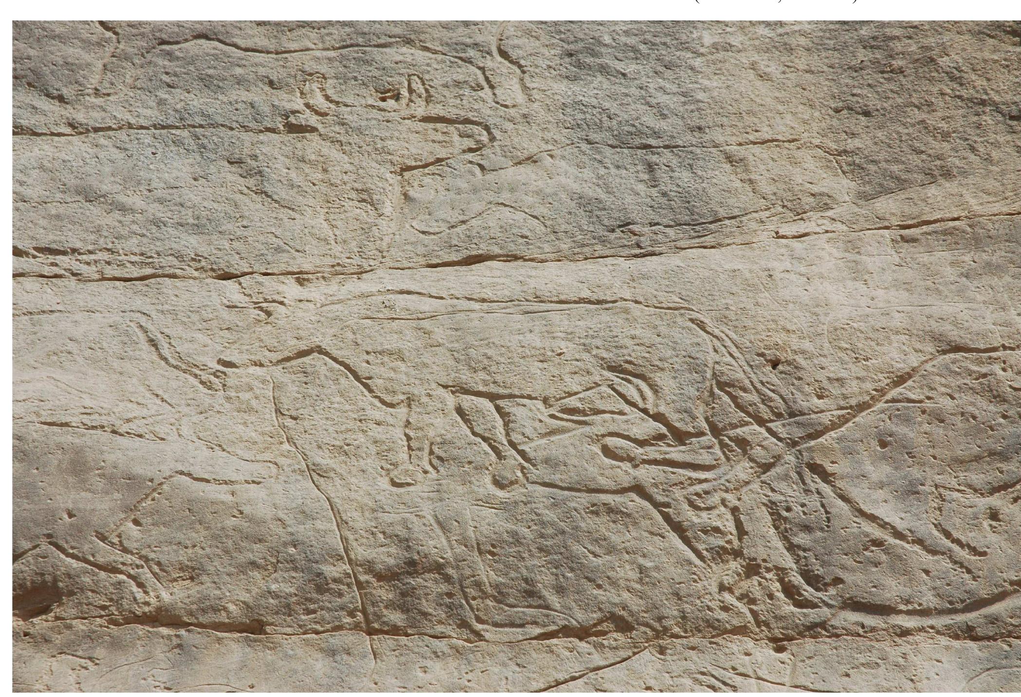 Fig. 8. — Part of panel QI.1.1 mainly showing bovids. The human figure QI.1.1.16 is in the lower center (© RMAH, Brussels).  Fig. 6. — Human figures QII.3.1.7-9 (from left to right) (© RMAH, Brussels). 