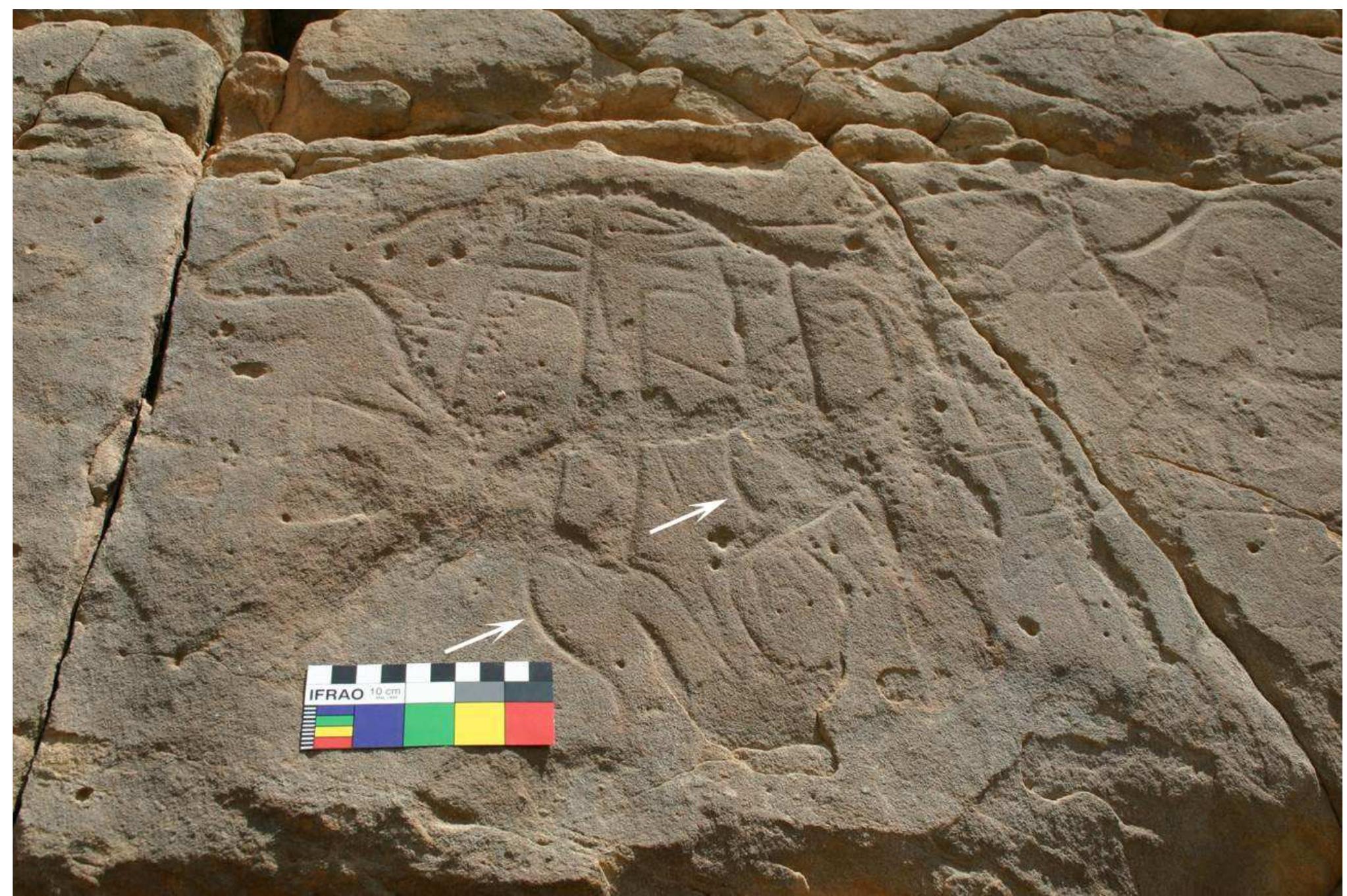 Fig. 10. — The two ‘probable’ human figures ATB11.4.6-7 at el-Hosh ATB11 superimposed by the bovid ATB11.4.5. The slightly pronounced buttocks are indicated by arrows (© RMAH, Brussels). 