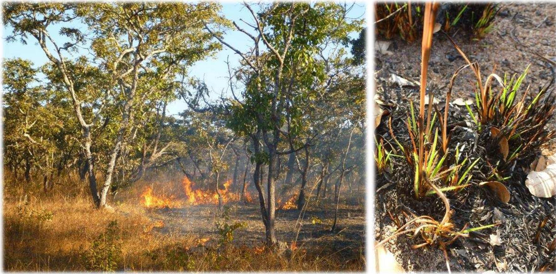 Fig.9 Utilizing fire to stimulate re-growth of pasture grasses and leaves  made and not lightning-induced, but according to my own observation, they were not always caused by careless boys, but also by adult men discarding cigarettes, or people burning rubbish nearby the woodlands. Moreover, some of the 21 households of Kansenga which keep cattle or goats!?3 have also utilized fire during the dry season in order to stimulate new pasture growth, kill pests, and also saplings which would otherwise shade out the grass (cf. Boucher 2011b: 44). The two photos below show what happens after dry grass has been lit on fire: it sweeps across the forest floor — and a few days later, fresh grass shoots  out of the burnt soil.  After the harvest and threshing, large amounts of dry shelled maize cobs are also piled up 