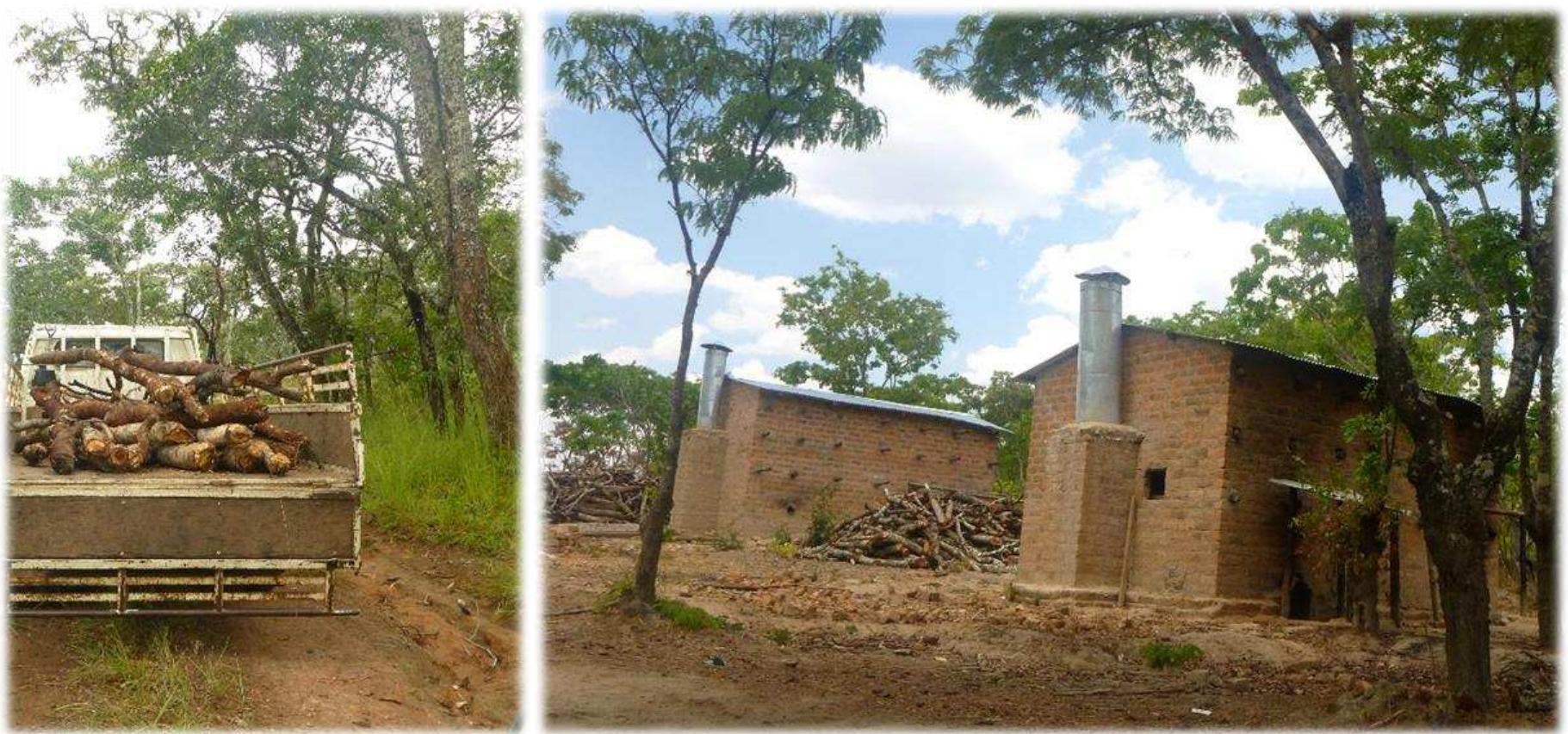 Fig.10 Feeding the tobacco curing barns  te mainly sourced fuelwood for curing from the recently cleared 8 ha on his own Farm.4 Therefore, not all the fuelwood used for curing actually drove deforestation. On top of that 1owever, he bought a minor amount of additional fuelwood from his neighbour. Since “ornelius owns a Canter, he can easily pick up the wood and offload them just next to newl;  ‘onstructed barns, as shown here:  nterestingly, Cornelius could have also extracted further fuelwood from his own Farn ither by himself or through pieceworkers, but he decided to buy up the excess wood « ythers. This behaviour indicates that trees on one’s own Farm are rather protected as lor is one can afford to do so. The same has also been observed with regard to firewood (se previous chapter), where households extract wood from the Forest rather than from the ywn Farm. After curing, grading and baling the tobacco, Cornelius needed to look out for yuyer. He eventually sold 9,000 kg of tobacco,*42 for which he made a profit of almo: 25,000 ZMW.+43 Finding a market as an independent farmer can be tough, but Cornelit vas lucky this time. He sold all his tobacco to Tombwe in Lusaka in the name of a befriende armer, who was registered with them. His friend had received fertilizer from Tombwe bt ailed to grow tobacco in the end, which was due to hunger, as Cornelius says: instead «  ultivating tobacco, he re-sold the fertilizer and bought maize flour instead. 