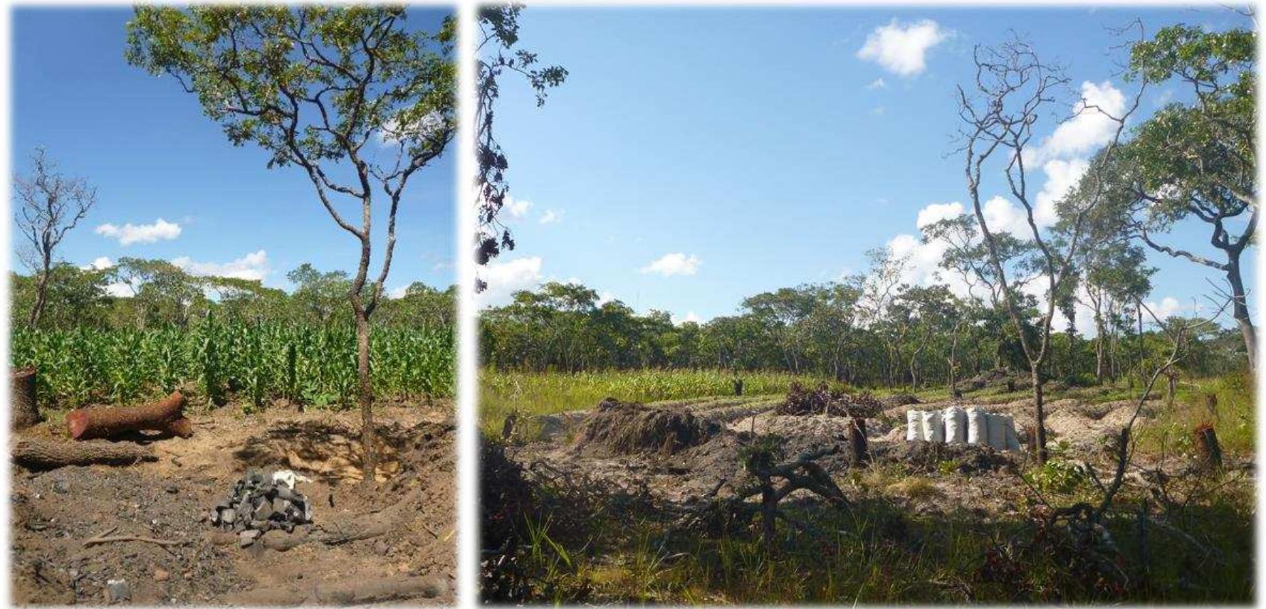 Fig.16 Opportunistic production of charcoal during agricultural expansion  been cleared.  230 A further charcoal burner, a man with a walking disability, has expressed his desire for taking care of his family. As he cannot walk far, he has started clearing around his family’s main house which is extremely uncommon, especially considering that it lies just along the main gravel road in a densely populated stretch of the village. The smell and smoke that develops during the process of burning could have angered his neighbours, but he felt like not having a choice. Despite his impairment, he brings all the charcoal bags on a regular basis to  Boma, one-by-one on a bicycle. 231 As the production was only supplementing the major livelihood, it was rarely mentioned as a source of income 