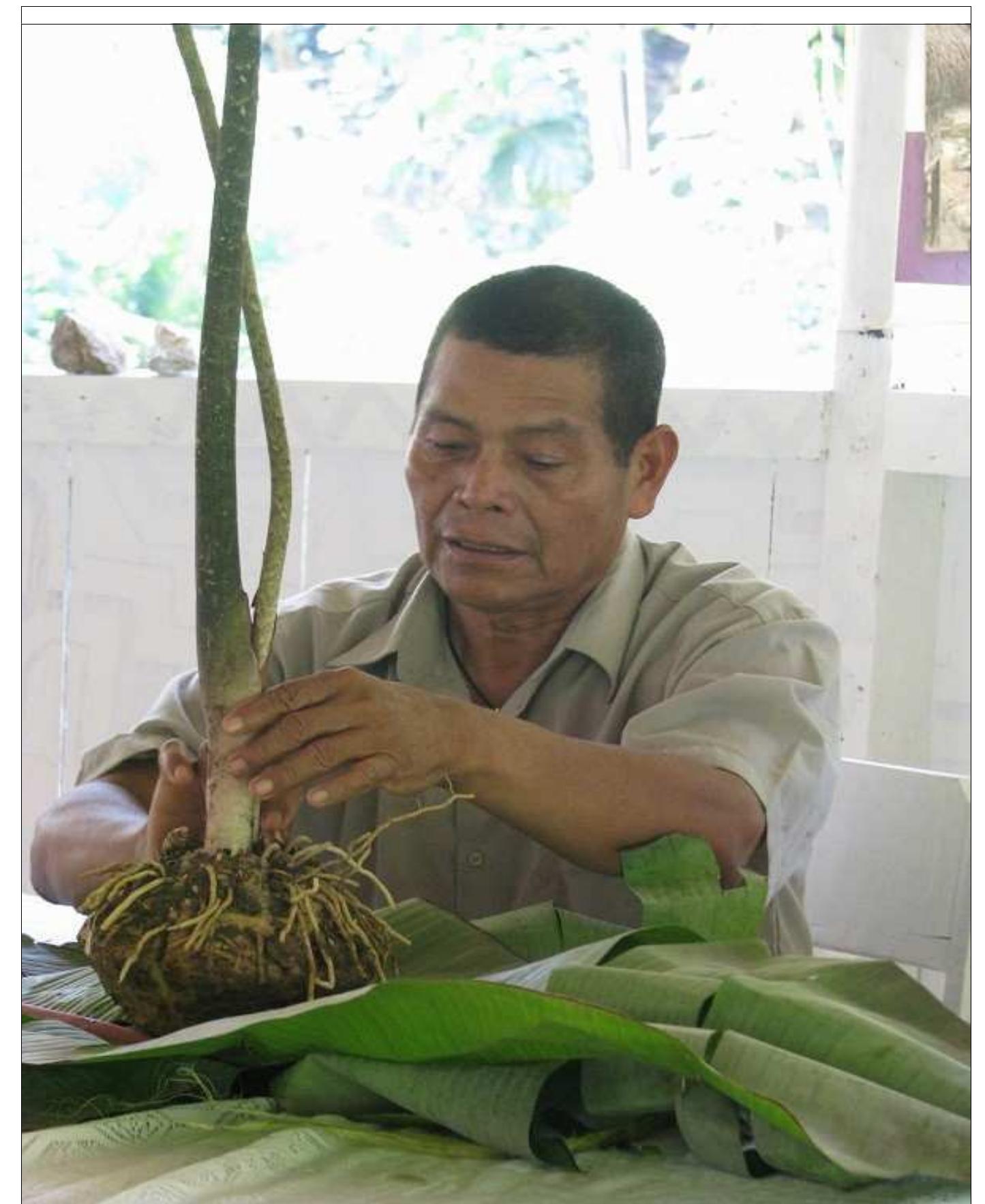 Figure 3. Juan Flores with the jergon sacha plant at Mayantuyacu (Photo courtesy of Josh Nepon)  