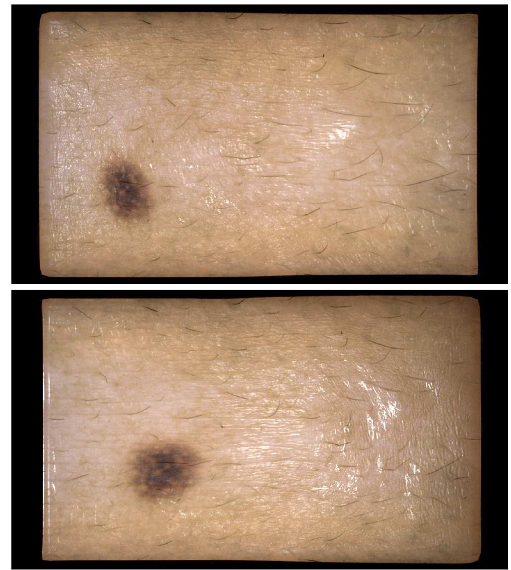 Figure 14: A sampled skin patch is deformed with FEM which drives microstructure convolution, rendered with path tracing. 