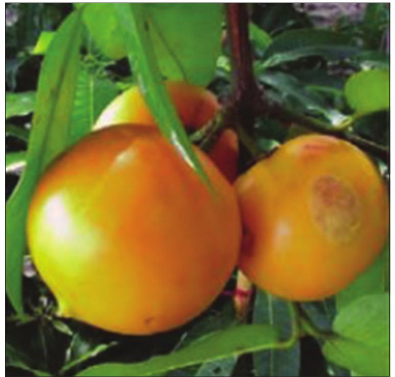 Figure 1: Mundu (}\2)x\32-Garcinia dulcis Kurz.)