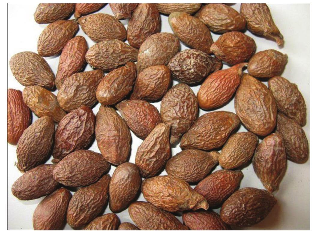 Figure 2: Kembang Semangkok (ft 7#Sterculia lychnophora Hance.)