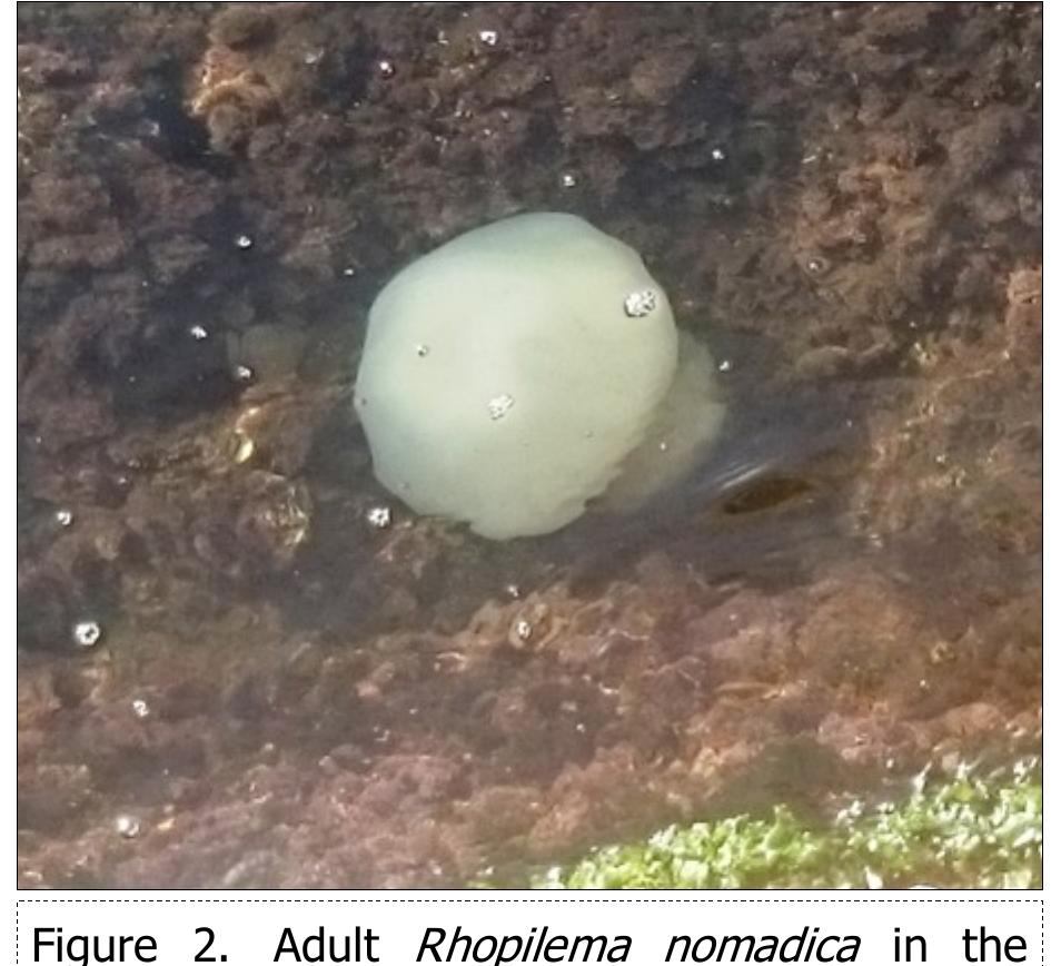 Jellyfish specimens observed in the water (Fig. 2) and stranded medusa on the beach (Fig. 3) were inspected for species identification and was found to be identical with Galil et al.'s description of R&. nomadica. The survey was conducted at the onset of A. nomadica bloom along Port Said coast in the southeastern Mediterranean of Egypt during the three consecutive years (2015-2017). To evaluate and compare the aggregation of Rk. nomadica per time, three main features were addressed; they are starting date, duration and maximum density of aggregation. There were marked changes over the years in the starting date and duration of the aggregation, but little variation in maximum density of jellyfish (Fig. 4). Considering each of the starting date and duration of the aggregation, in 2015 the bloom started on 28 July, and over the 