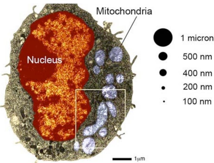 Figure 6. Comparison of rat macrophage cells size to nanoparticles size (at scale). Human macrophages are up to two times larger than rat macrophages. TEM image reproduced with permission from Environmental Health Perspectives [57]. 