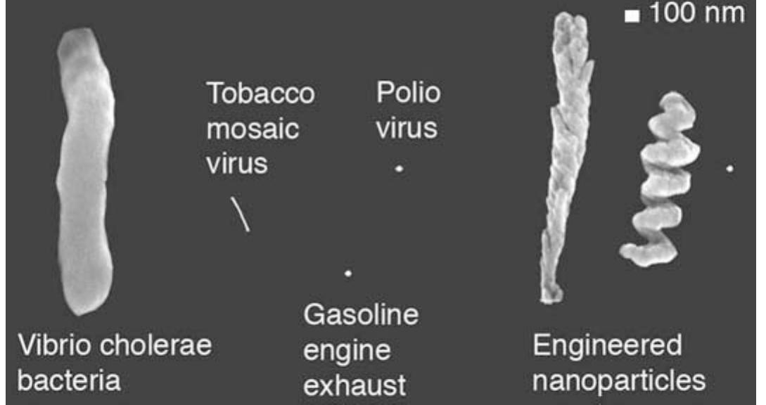 Figure 21. Engineered nanoparticles [64] together with selected microorganisms, shown at equa magnification. 