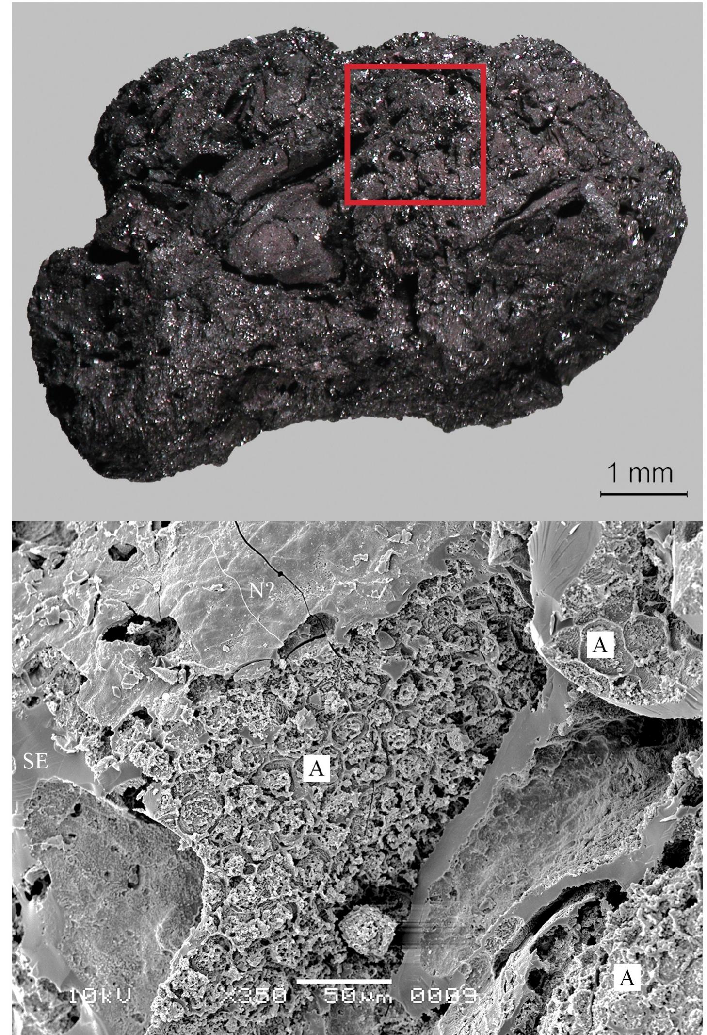 Fig 9. The charred emmer (Triticum dicoccum) product from Tell el-Farkha. Feature 192/201 (vat contents). Top: light micrograph (red square: location of SEM subsample), bottom: SEM image. A... three patches of single-layered aleurone, SE .. . starchy endosperm (fused remains), N?. . . nucellus tissue. Image: Naturalis Biodiversity Center, Leiden / L. Kubiak-Martens.