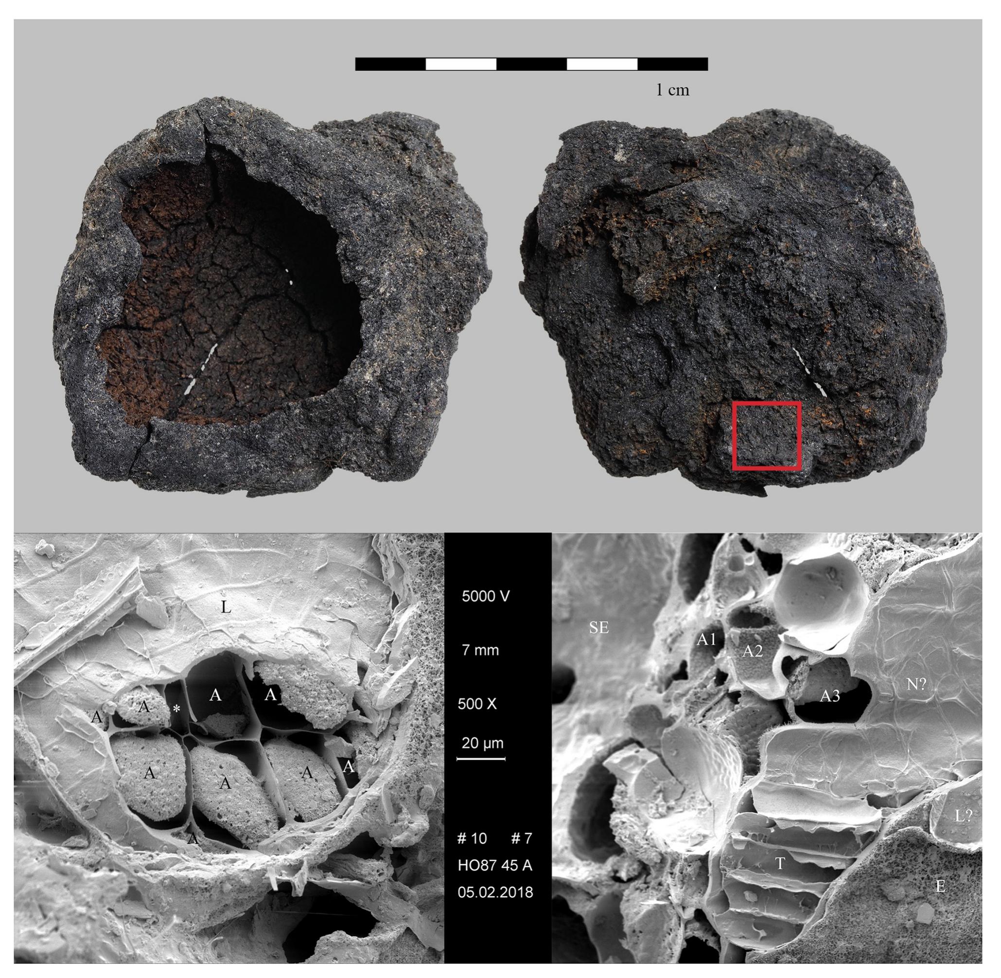 Fig 10. The bowl-shaped charred cereal product (“brei mit napfférmiger oberfliche”) from Hornstaad—H6rnle IA. Find no. Ho 45/43-28. Top: light micrograph (red square: location of SEM subsample), bottom: SEM images. Left: patch of regularly arranged aleurone cells (A) with a conspicuous intercellular space (*) in between. L. . . longitudinal cells, right: fracture through the outer caryopsis layers, the multiple aleurone layers (Al -A3) identify the material as cultivated barley (Hordeum vulgare) as do the thin-walled transverse cells (T). SE. .. starchy endosperm (fused remains), N?... probably nucellus tissue, L?. .. probably longitudinal cells, E. .. epidermis (abraded).. Images: OAW-OAI / N. Gail (light micrograph), A. G. Heiss (SEM). See also S1 Model.