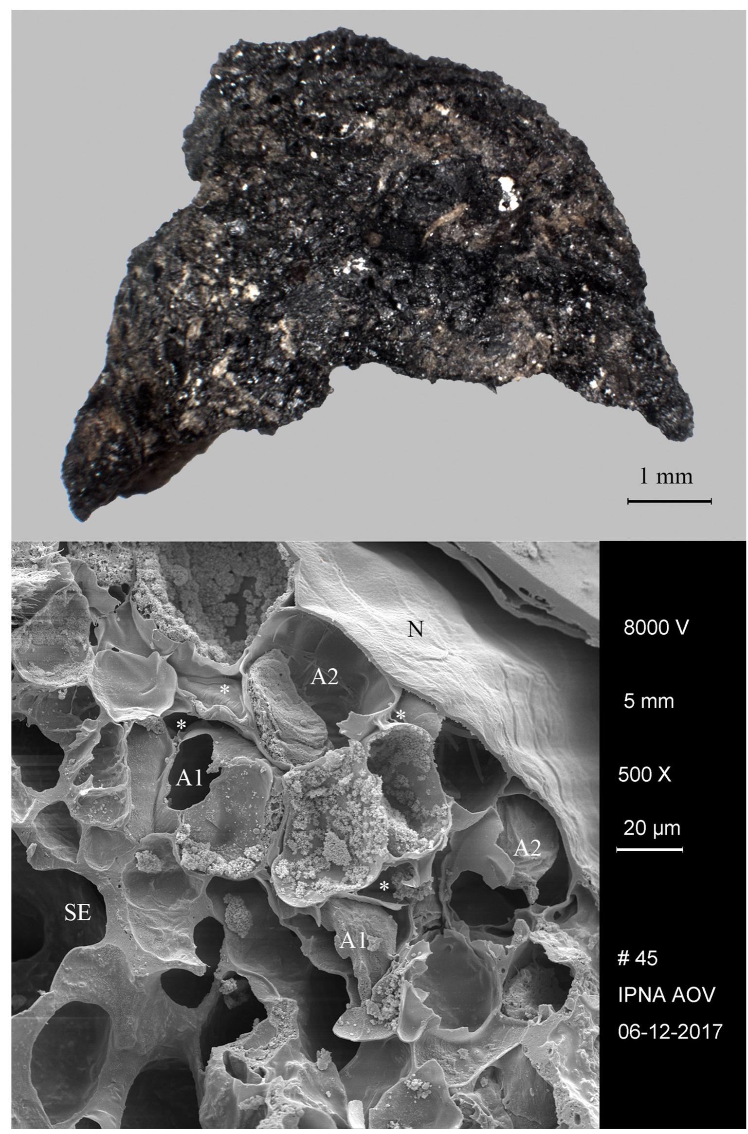 Fig 13. Charred cereal product from Ziirich—Parkhaus Opéra. Find no. ZHOPE 12162.1A / AOV 85. Top: light micrograph, bottom: SEM image, fracture through the outer caryopsis layers. The multiple aleurone layers (A1l-A2) identify the material as cultivated barley (Hordeum vulgare) and show conspicuous intercellular spaces (*). SE. . . starchy endosperm (fused remains), N. . . nucellus tissue. Images: UNIBAS-IPNA / F. Antolin.
