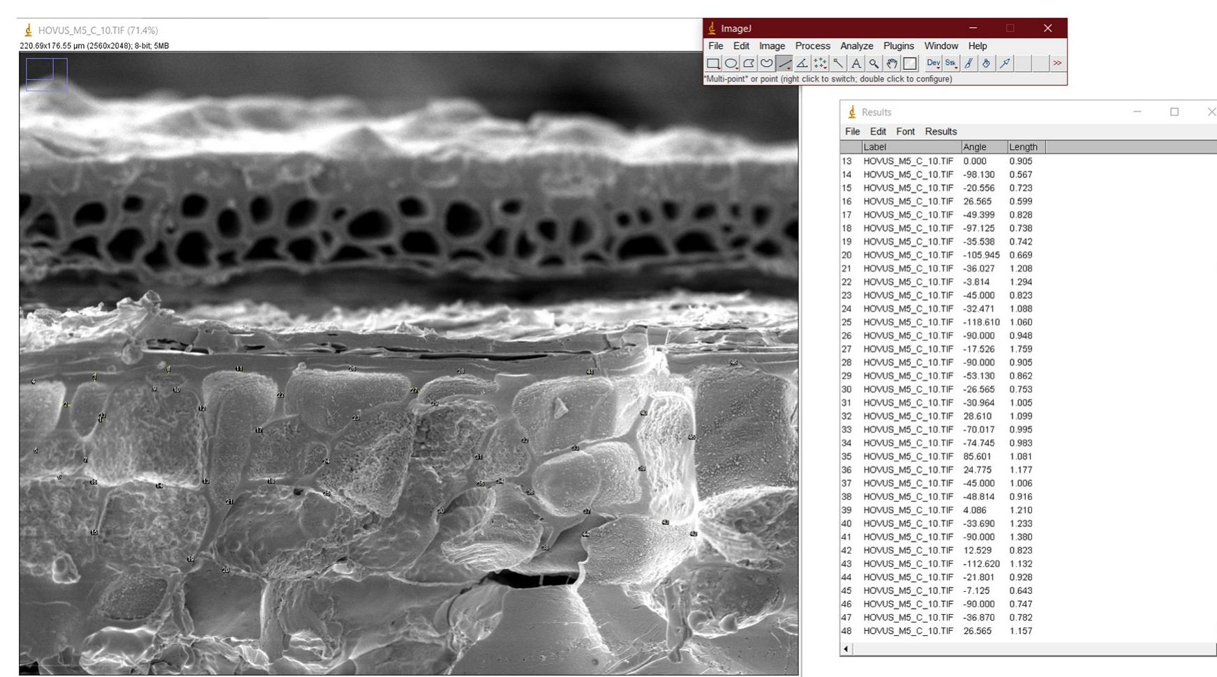 Fig 15. Example of data acquisition. Measuring aleurone cell walls (double cell wall thickness) in experimentally charred barley (Hordeum vulgare) malt. Image: OAW-OAI / Andreas G. Heiss.