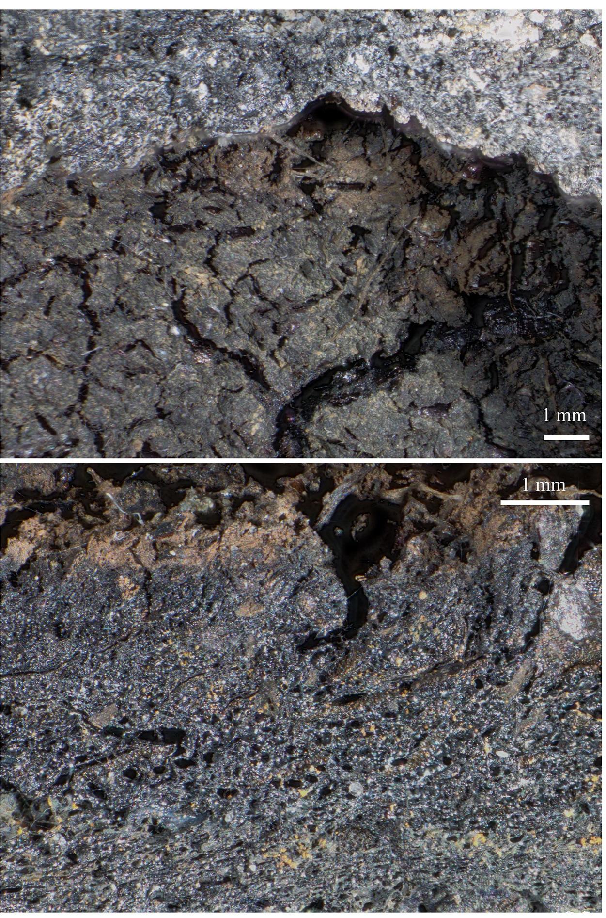 Fig 17. Surface features (top) and cross section (bottom) of the bowl-shaped charred cereal product from Hornstaad—HoOrnle IA. The distinct cracked surface (craquelé [57]) pattern as well as the particle size sorting in the material are interpreted as resulting from a liquid state of the material prior to charring. Image: OAW-OAI / A. G. Heiss. 