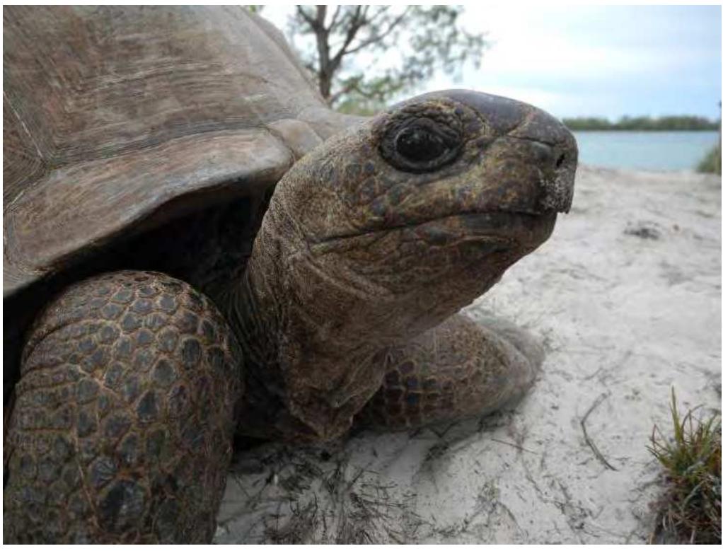 Aldabra tortoise Geochelone gigantea (Photo credit Rebecca Klaus) 