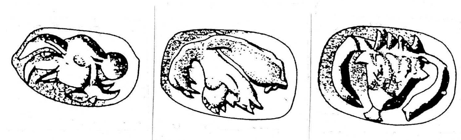 Fig. 2. Seal of Tarku(n)timuwas from Malia (Detournay, Poursat & Vandenabeele 1980: 160, Fig. 231)  More importantly, however, is the fact that the Cretans were already literate from the beginning of the Middle Bronze Age, c. 2000 BC, onwards. First there is the so-called Cretan hieroglyphic script, which class of writing was continued in use for about 650 years up till c. 1350 BC. Its repertory consists for 75% of signs with an identical or closely  related counterpart in the  Luwian hieroglyphic scri  pt and for the remaing 25% of signs  with an equivalent in the Egyptian hieroglyphic script. Now, the Luwian hieroglyphic mother-script indeed contains some signs originating from Egyptian hieroglyphic, like the winged sun-disc (LH 190) and the ankh-sign (LH  extent. In this sense, then, than as being identical wi and can be demonstrated  which presumably dates fr 1 the goat-head sign LH 10 dead but definitely corres  Cretan hieroglyphic is to  by, for example, the seal om the first half of the 18 1 TARKU, on side 2 a non-  369), but not to such a substantial be identified as Luwianizing rather  th Luwian hieroglyphic. Yet the similarities are far-reaching  from Malia illustrated in our Fig. 2, th century BC. This contains on side predatory bird that looks like if it is  ponds to the non-predatory bird in Luwian hieroglyphic LH  128 expressing the value ti,, and on side 3 the ox-head LH 105 uwa with four vertical  strokes on top of its head,  LH 391 m, for the conversion of UWA into m+uwaA (numbering  of the Luwian hieroglyphic signs according to Laroche 1960). In sum, we thus arrive at the typical Luwian personal name Tarku(n)timuwas, well known in its Greek form Tarkondemos as used in connection with the famous bilingual seal of the king of Mira, Tarku(ndimu)was, who reigned in the late 13th century BC. Now, what primarily concerns us here is that the writing of m+uwa is typically Luwian and paralleled for LH 107 depicting an ox-head with four strokes on its cheek. Only in Luwian, namely, PIE *g"ow- 'ox' develops into uwa- by the regular loss of the voiced velar *[g]—a phenomenon, in view of the personal names Wa-wa-ld and Wa-wa-li (< Luwian wawa-/uwa- 'ox', cf. Yakubovich 2010: 212-213), already attested for the Kiiltepe-Kanesh texts (c. 1920-1750 BC). No other Indo-European speaking people, therefore, could have arrived at such a  lioatiral  