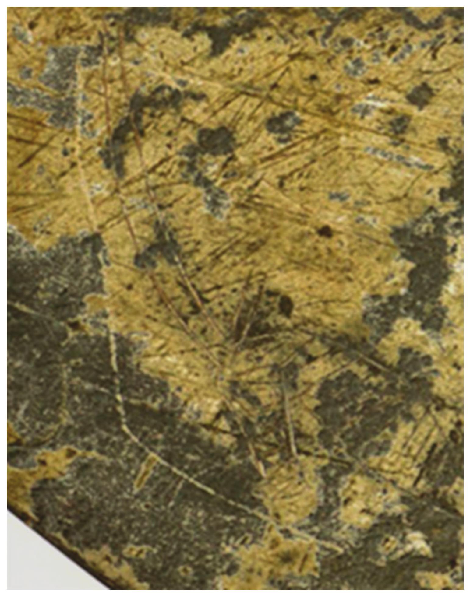 Figure 13—Detail from the MAA palette: oryx incised on top of desquamated areas.