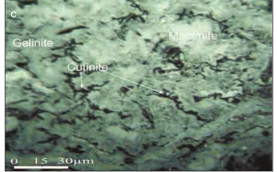 5c. Inertinite (macrinite) macerals, cutinites showing lineations and predominant textureless gelinites, ob- served in th 