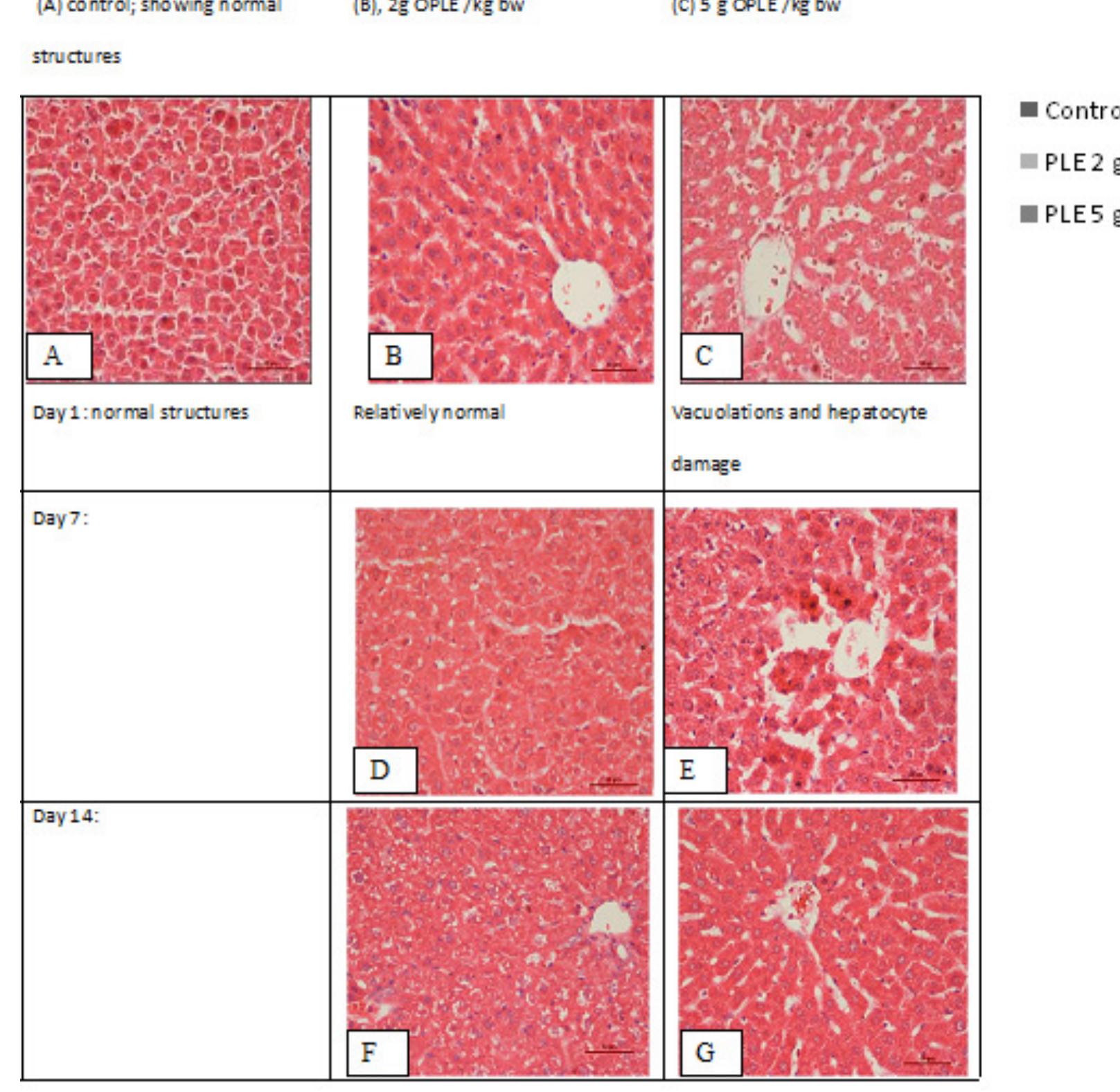 Figure 6. Photomicrograph of liver of rat. (Magnification x 40) showing liver damage in 5 g kg' bw dosed rats and recovery after 14 days. 