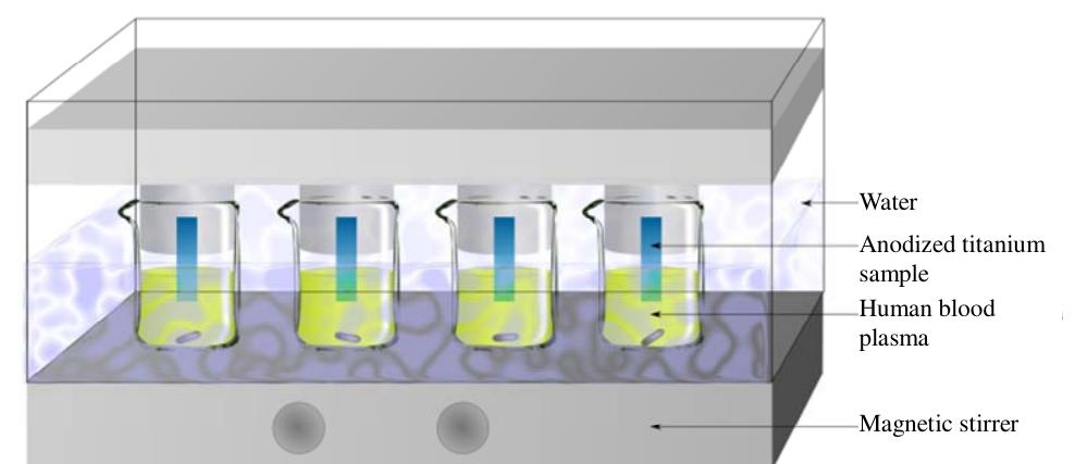 Figure 6. SEM top-view image of the TiO, nanotube layer after 20 minutes of anodization at 20 Volts.  Figure 7. Experimental set-up for monitoring the release kinetic of titanium species from nanostructured surface immersed in human blood plasma. 