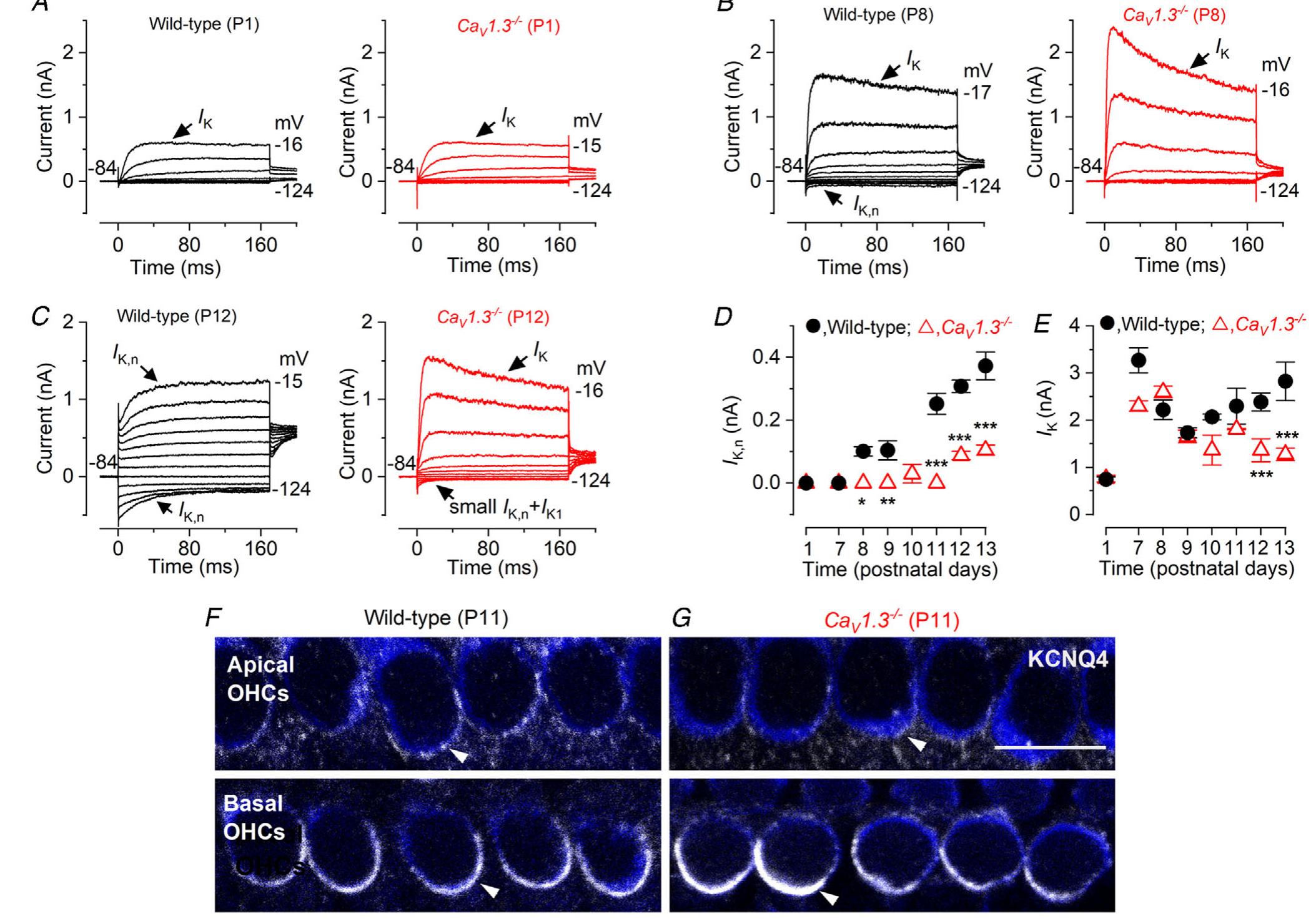 rigure o. ime expression or the Mature NX Current profie iS impaired In Cayl.5 °° URIS  A-C, current responses in wild-type (left) and Cay7.37/~ (right) apical-coil OHCs during immature stages (A, P1) at the onset of function when /k ny is first detected (B, P8: Marcotti & Kros, 1999) and at a more mature age wher Ikn has almost reached its mature size in mice (C, P12: Marcotti & Kros, 1999). Note that even at P12 /k.n is ver) small and possibly contaminated by the inward rectifier /k1. D, size of the isolated /k,, as a function of postnata age in wild-type and Cay1.3~/~ apical OHCs (measured as the deactivating tail currents at —124 mV from the holding potential of —84 mV). Numbers of cells from left to right: wild-type: 3, 7, 5, 7, 0, 3, 15, 4; Cay1.3~~ 4,4, 4, 7, 3, 2, 12, 11. Wwo-way ANOVA with Bonferroni's post hoc test: *P = 0.0192 (P8); **P = 0.0022 (P9) **P < 0.0001 (at P11, P12 and P13). F, total steady-state outward /k as a function of age in wild-type anc Cay1.3-/~— OHCs (measured at 0 mV from the holding potential of —84 mV). ***P = 0.0002 (at P12 and P13) Number of OHCs investigated as in panel D. F and G, maximum intensity projections of confocal z-stack image: that were taken from apical (upper panels) and basal (lower panels) coil OHCs (P11) in wild-type (F) and Cay1.37/- (G) mice. Immunostaining for KCNQ4 is shown in white (arrows) and Myo7a is used as a cell marker (blue). Simila' staining was seen in an additional 4 mice for each genotype. Scale bar: 10 um.  et al. 2007), and was not significantly different between the two genotypes (P = 0.1537: Fig. 6F), even when it was normalized to the OHC membrane capacitance (P = 0.2368: Fig. 6G). The above electrophysiological results (Fig. 6A—D: electromotility; Fig. 6E—G: non-linear capacitance) are in agreement with the normal expression of prestin in age-matched OHCs (P11) from both wild-type and Cay1.3-/~ mice (Fig. 6H). The expression of prestin was also comparable between the two genotypes even after the onset of hearing (P14: Fig. 6I and J), in the few remaining apical OHCs.  the membrane potential from —84 mV to +36 mV caused OHCs from both wild-type and Cay1.3~/~ mice to shorten (Fig. 6A and B), as previously described (Marcotti & Kros, 1999; Abe et al. 2007). OHC movement was not significantly different between the two genotypes (P = 0.7881: Fig. 6C and D). This was further investigated using non-linear (voltage-dependent) capacitance changes (Cy), which is the electrical signature of electromotility in OHCs. We found that the maximum size of Cy_, in P11 apical coil OHCs (Fig. 6E—G) was comparable to that reported from P10—P12 cells (Abe 