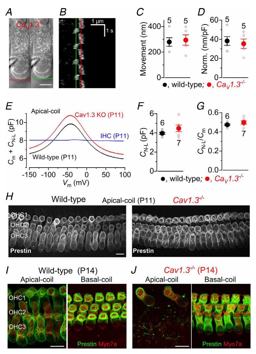 SariSairaiias (neetincicn  siataa teach hencnictionSonsionc  A, images showing the patch pipette attached to an apical-coil OHC from a Cay1.3~/— mouse at P12. The red lines indicate the position of the OHC basal membrane before (left: at -84 mV) and during a depolarizing voltage step from —-84 mV to +36 mV (right). Note that membrane depolarization causes OHCs to shorten. Scale bar, 5 um. B, kymograph showing the movement of the subnuclear region of the OHC shown in panel A as a function of time in response to the repetitive voltage steps described above. The red line indicates the resting position of the OHC basal membrane and the green line indicates the shortening. C and D, average movement in response to the depolarizing voltage step was not significantly different between wild-type and Cay1.37/~ apical-coil OHCs (C, P = 0.79), even after normalization to the average OHC membrane capacitance (D,  P = 0.68). F, examples of voltage-dependent non-linear capacitance (Cy-L) recorded in apical-coil hair cells by applying a voltage ramp from -154 mV to +96 mV over 2 s. Note that the cell membrane capacitance (Cn) was added to the measured Cy... Cy-L was present in the OHCs from both genotypes, but absent in the IHC. F and G, average Cy-. was not significantly different between wild-type and Givi apical-coil OHCs (F), even after normalization to the individual OHC membrane capacitance Cp (G). Cy-, was calculated as the difference between the peak of the recording near —40 mV and the lowest value at positive membrane potentials. Recordings in A-G are at room temperature. Number of cells investigated is shown near the columns. H, maximum intensity projections of confocal z-Stacks taken from the apical cochlear region of wild-type (left) and Cay1.3~/~ (right) mice at P11 using antibodies against prestin (white). / and J, images obtained as in H, but from the apical (left panels) and basal (right panels) cochlear of wild-type (/) and 