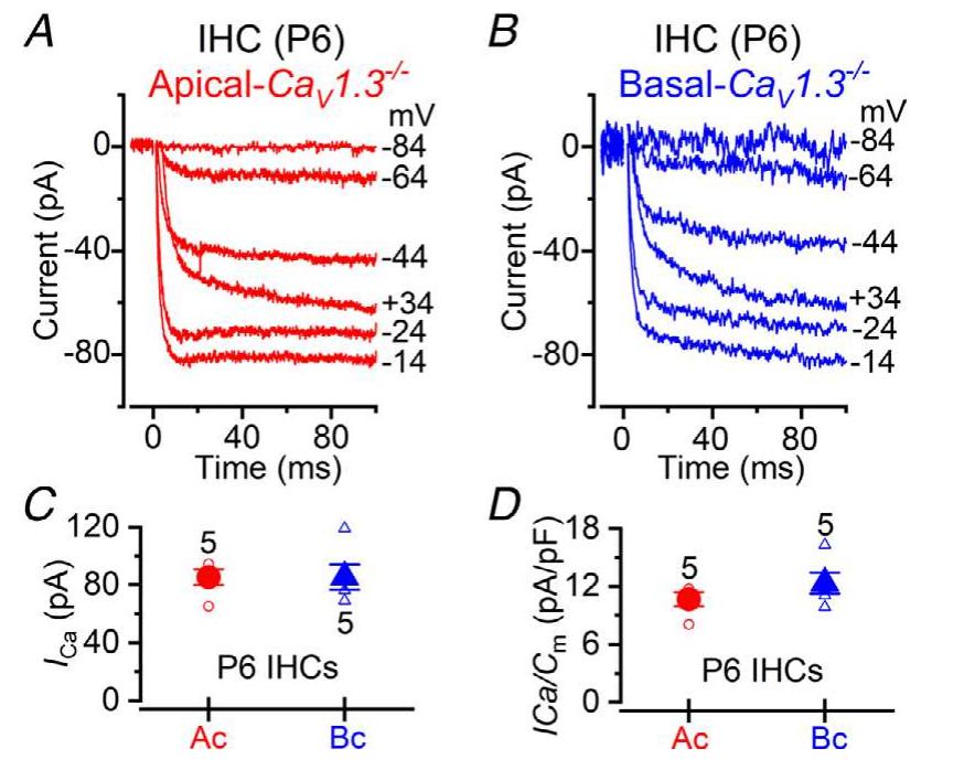 Figure 10. Residual Ca2*+ current in IHCs of Cay7.3~— mice  A and B, calcium currents recorded from apical (A) and basal (B) IHCs from P6 Cay1.3~~ mice. Currents were elicited by depolarizing voltage steps of 10 mV increments (100 ms in duration) starting from the holding potential of —-84 mV. For clarity only some of the traces are shown. Actual test potentials, corrected for voltage drop across uncompensated R;, are shown next to the traces. Residual capacitative transients have been blanked. C, comparison of the peak /ca in apical (circles) and basal (triangles) IHCs. D, same data as in panel C, but normalized to the IHC membrane capacitance (Cp). Recordings were obtained near body temperature (34—37°C) and using 1.3 mM extracellular Ca2*. 