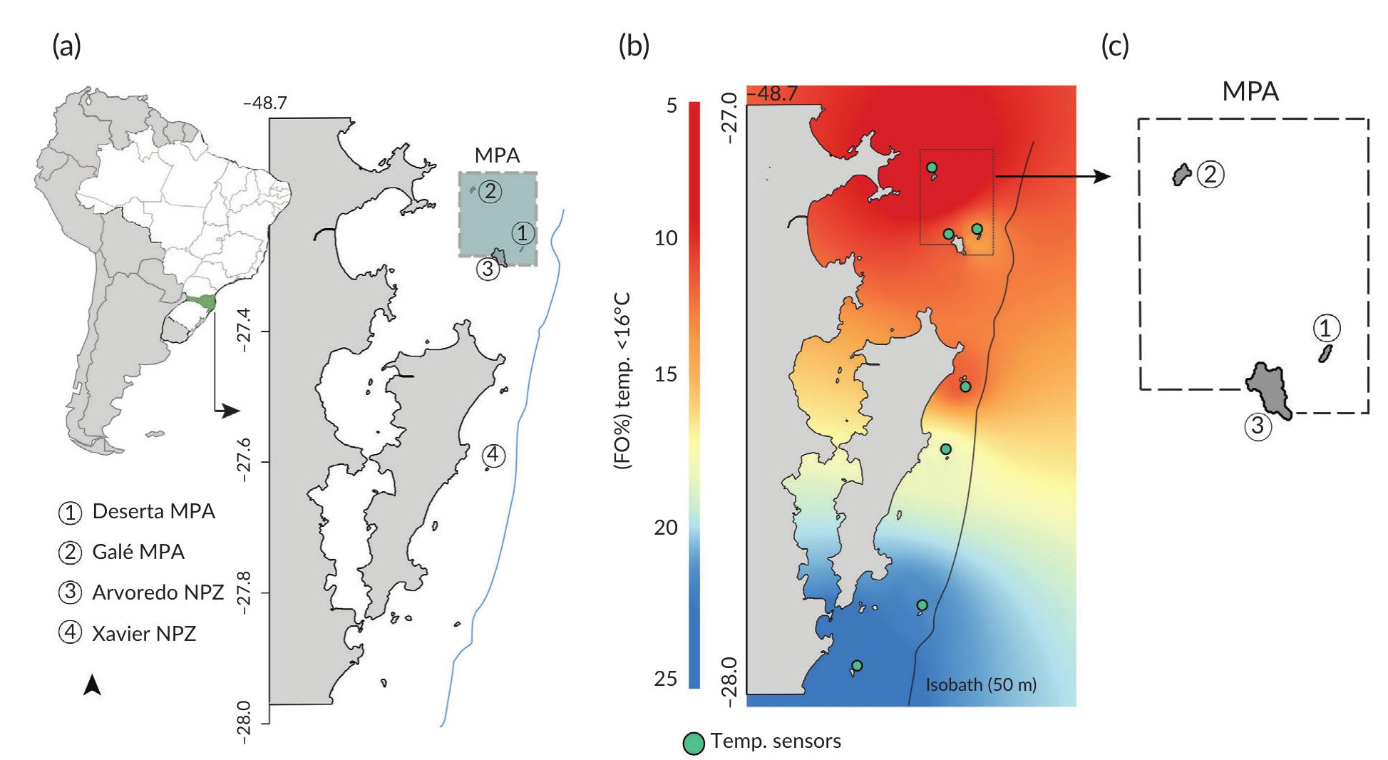 FIGURE 1. (a) Map of studied sites. Santa Catarina State is represented in green. The dashed dark-green polygon represents the Arvoredo Marine Biological Reserve [marine-protected area (MPA): no-take zone (MPA)], circles with numbers represent sampled sites (islands).  (b) Interpolated map of temperature with occurrence frequencies (%FO) < 16°C, during the austral winters (from June to August). Green circles show the sites where temperature sensors were deployed. (c) Enlarged view of the MPA 