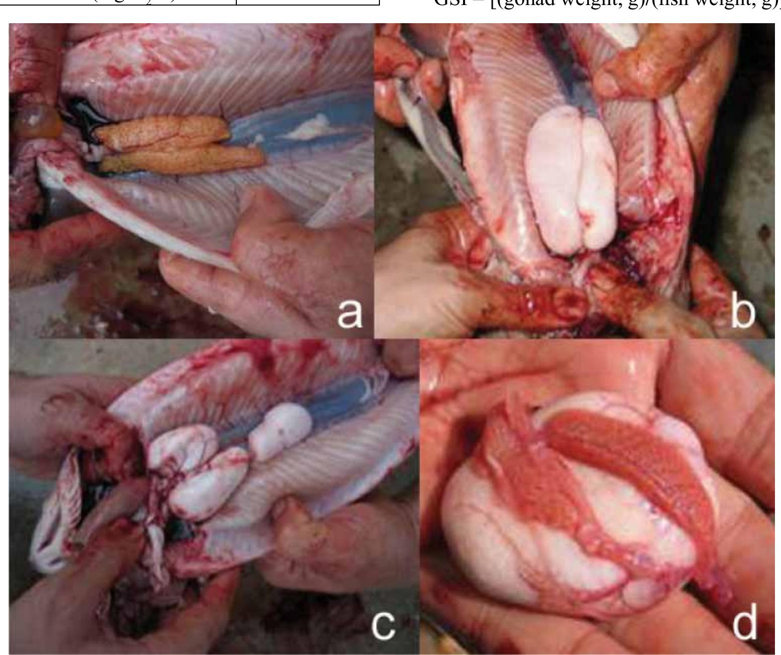 Fig. 1. Observation of gonads of rainbow trout: (a) Ovaries of normal female fish; (b) normal testis (c) testis of a sex reversed individual; (d) and gonads of a ntersex individual 