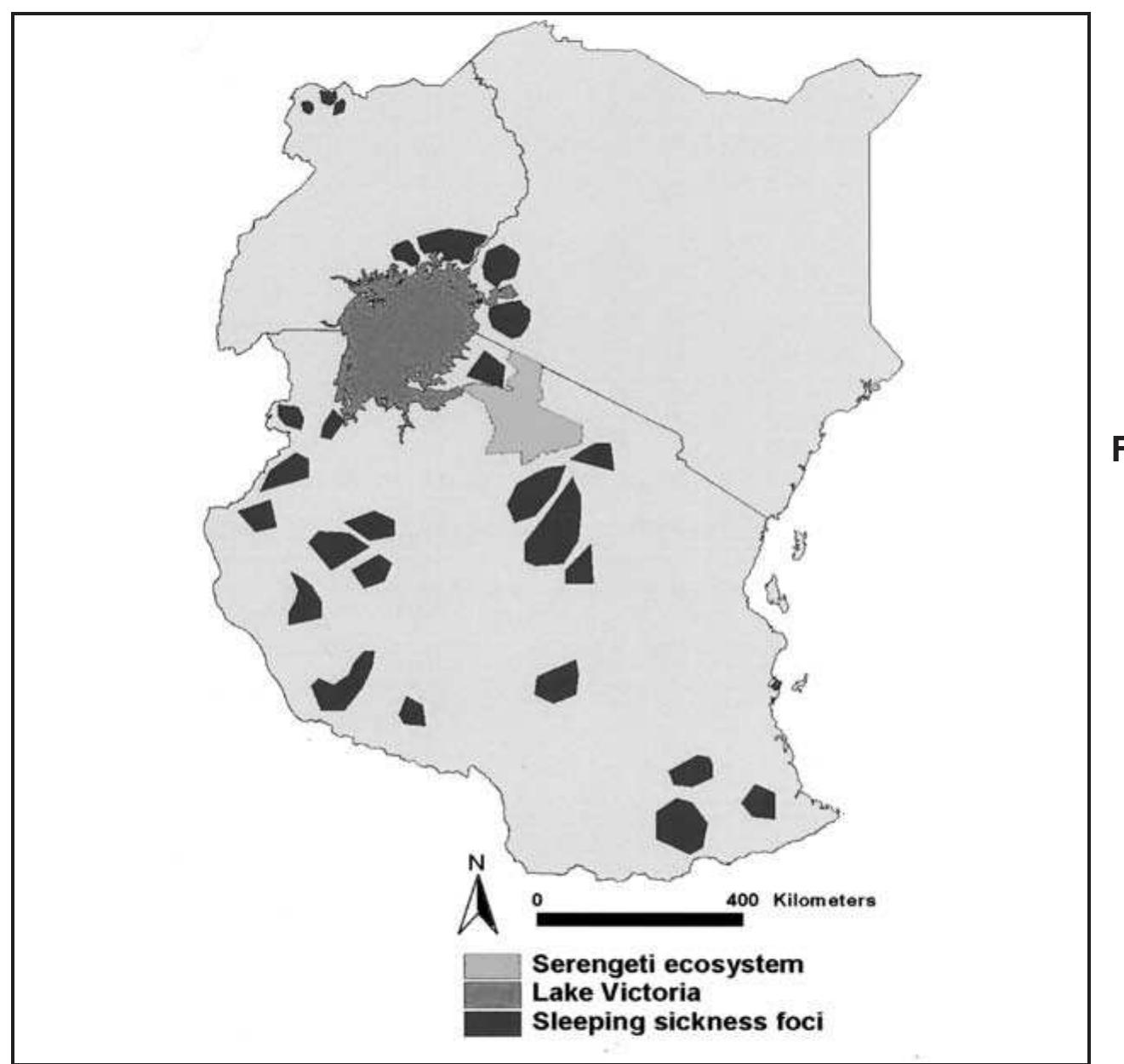 The Lake Shores region of East Africa has suffered from horrendous epidemics of human sleeping sickness through- out the past century. Human sleeping sickness remains en- demic in several foci in eastern and northwestern Uganda, Tanzania, and elsewhere (Fig. 1). The disease exists in two forms and is caused by infection with either Trypanosoma brucei rhodesiense (acute sleeping sickness) or Tb. gambiense (chronic sleeping sickness). T.b. rhodesiense and T.b. gambiense coexist with a morphologically identical animal parasite 7.b. brucei in geographically distinct foci across East Africa, T.b. rhodesiense to the east of the Rift Valley and 7.b. gambiense to the west (Welburn, Feévre et al. 2001). Although they are morphologically indistinguishable,  transmitted by the same tsetse vector (genus Glossina), and share a wide range of vertebrate host species, the subspecies differ in one important aspect: their ability to infect people. T.b. brucei is sensitive to human serum and so confined to nonhuman hosts, while 7.b. rhodesiense is resistant to human serum and infections in people cause sleeping sickness which, if untreated, leads to death. While viability of parasites in human serum forms the basis of differentiating the two subspecies, 7.b. brucei and T.b. rhodesiense are essentially similar in all other respects (Ashcroft et al. 1959). Neither T.b. rhodesiense nor T.b. brucei causes clinical disease in cattle or other nonhuman hosts (Wilde and French 1945). 