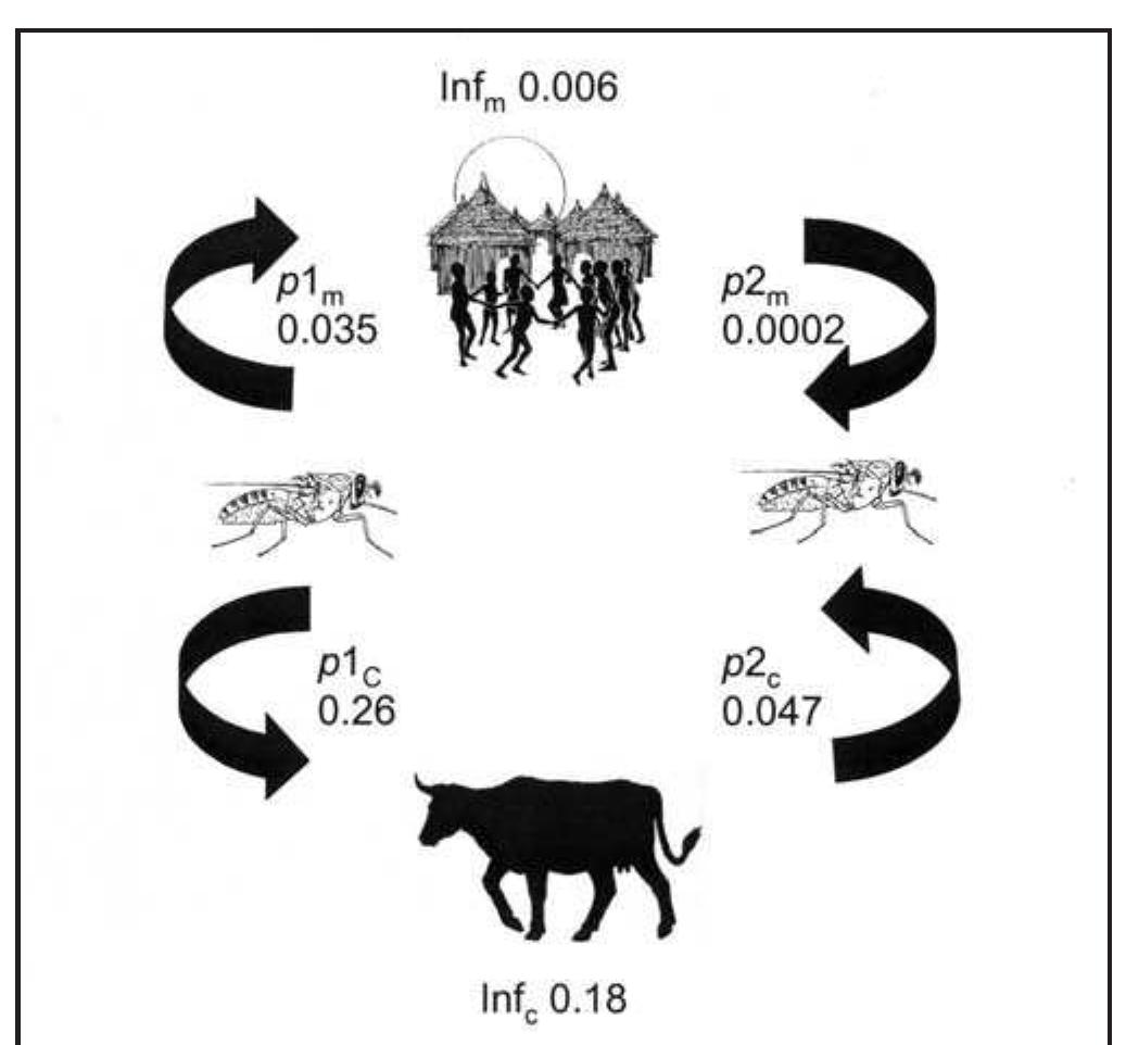 Fig. 3a. SRA screening of domestic cattle in southern Uganda has shown that 18% of cattle are carrying human-infective 7.b. rhodesiense (Inf.), while the infection rate in people is 0.6% (Inf,,). Tsetse bloodmeal analysis shows that 26% of tsetse bloodmeals are taken on cattle (p1,), while only 3.5% are taken on human hosts (p1n). Thus, the probability of a tsetse picking up T.b. rhodesiense from cattle is 4.7% (p2,) and from people 0.02% (p2m). Cattle are 223 times more likely to be a source of infection for tsetse than people are. 