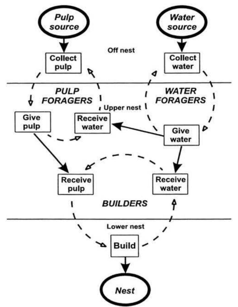 Wasps specialize in one of three tasks: building, water collecting, or pulp collecting (Jeanne 1986b, 1996, 1999). Each task is a subroutine of the larger task of building. Each worker requires the help of those involved in the other tasks to complete its sub- routine. A builder must receive pulp and water to make building materials, pulp receivers must receive water and pass on their pulp to builders, and water receivers must unload their water. Therefore, a time delay in the production of work in any subroutine slows down the entire process. The simplest way to prevent time delays is to have a sufficiently large work force, such that queuing delays are minimized by mass action. Jeanne (1999) found that it requires at least 50 workers for this system to function effectively. In other words, at least 50 workers are required for the benefits of specialization to outweigh the costs of queuing delays (each worker is better able to do its task when it does not also have to do the others). Fifty workers are not many for a permanently large society like Polybia, but, for Polistes, it can be more than half the work force—an untenable situation given that building is a small portion of the total work to be done. Assembly line dynamics thus require a large colony size and represent a novel organizational structure not possible in the ancestral context of small colony size. (Figure reproduced from Jeanne 1999, with permission from Birkhauser.) 