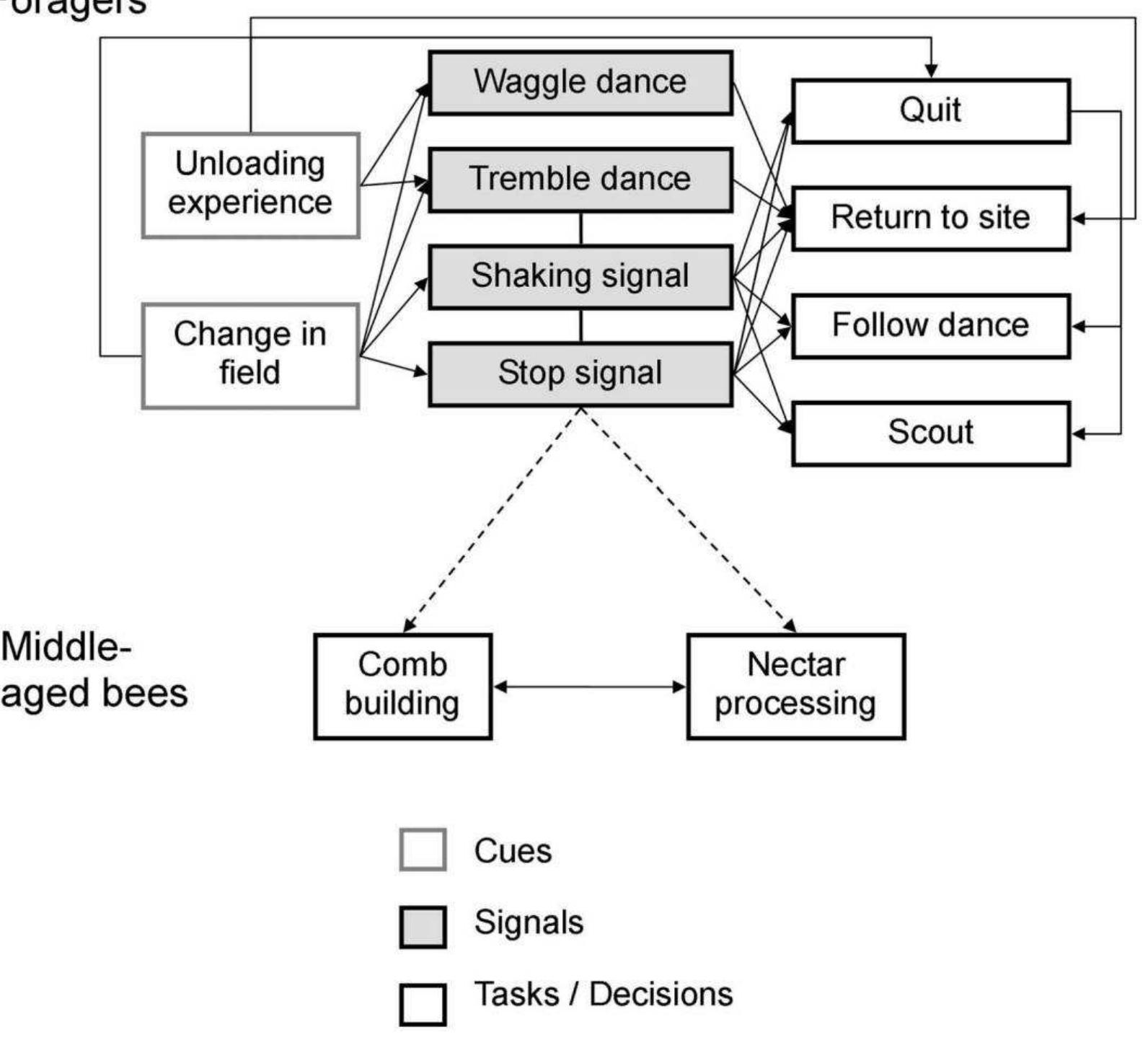 FIGURE 3. FLOW DIAGRAM OF THE SOCIAL PHYSIOLOGY OF NECTAR COLLECTION IN APIS MELLIFERA 