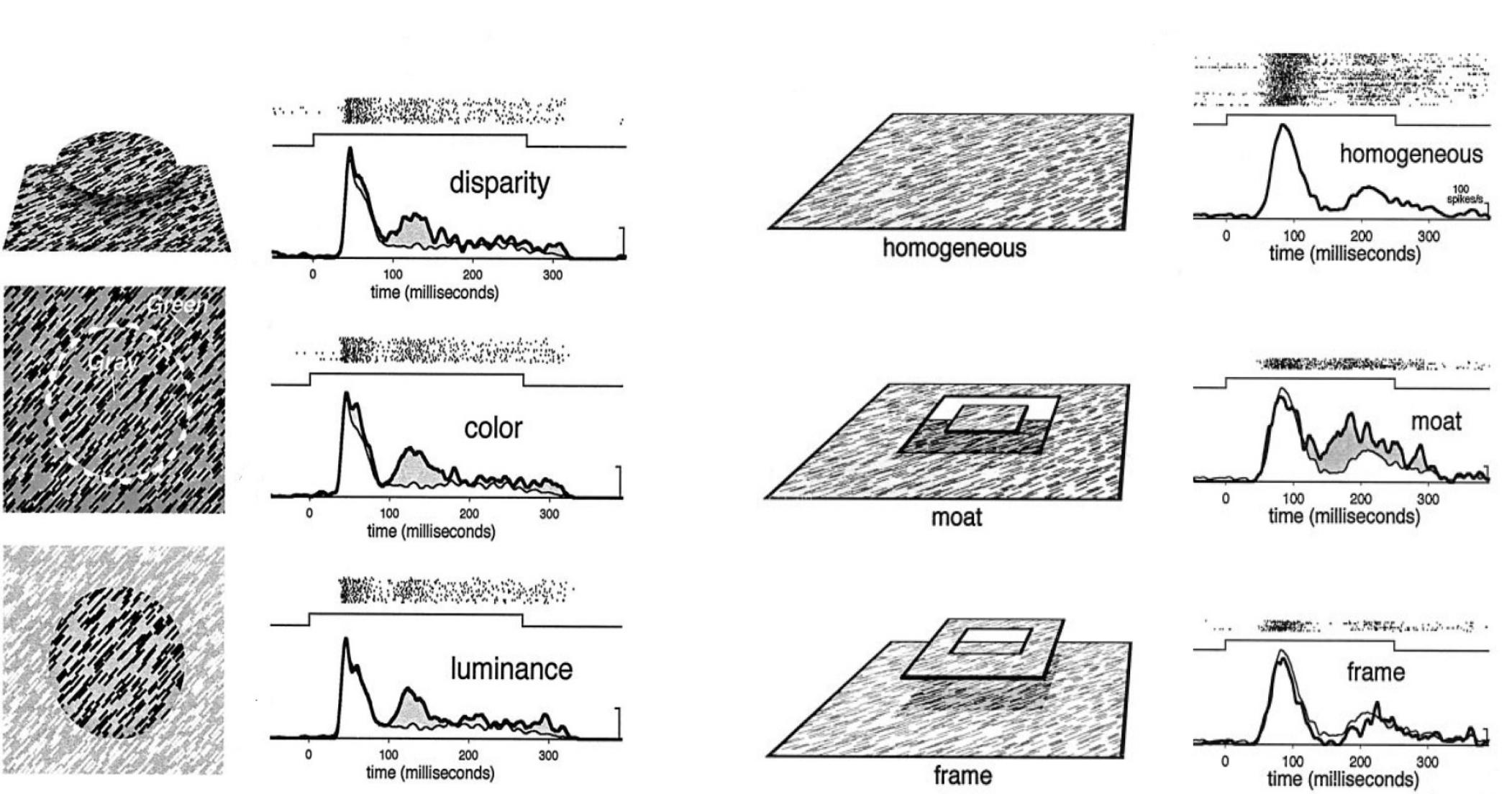 Figure 6: Contextual modulation of V1 responses follows the global perceptual interpretation of images. In all cases, the V1 receptive field is stimulated with the exact same line segments. When these line segments belong to a homogen- ous background texture, a response indicated by the thin line is given. Left: when the line segments belong to a figure that is defined by differences in disparity, colour, or luminance, the responses are larger. Right: differences in 3D dispar- ity were used so that the patch of texture was either part of a figure square “floating in a moat behind it” or in the background with a “frame” hovering in front of it. The contextual modulation always followed these perceptual inter - pretations, in that “figure” interpretations always evoked larger responses (Zipser et al. 1996). 