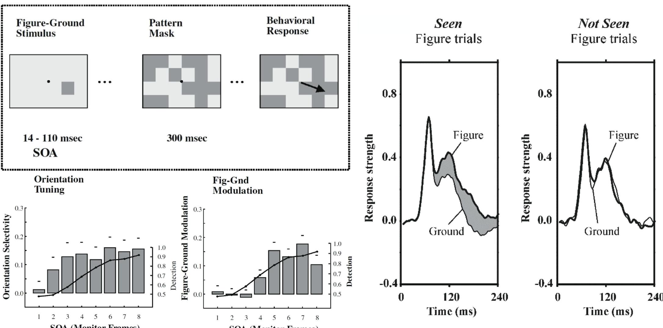 Figure 8: Left, above: textured figure-ground squares (like shown in figure 5) were presented either left or right of the ixation spot, and monkeys had to indicate their position with an eye movement. The figure targets were masked with a pattern of randomly-positioned texture squares. Left, below: the graphs show—for different SOA’s—the ability of mon- keys to correctly identify the position of the squares (line graph) versus the strength of either orientation-selective re- sponses or figure-ground modulation (bars). Monkeys do not see the figures at SOA’s of up to 3 frames (~50ms), and ikewise, contextual modulation is absent in those cases, whereas orientation selectivity is not (Lamme et al. 2002). Right: monkeys had to indicate the presence or absence of textured figure targets by making an eye movement or delib- erately maintaining fixation. When figures were not seen, contextual modulation was absent (Supér et al. 2001).  