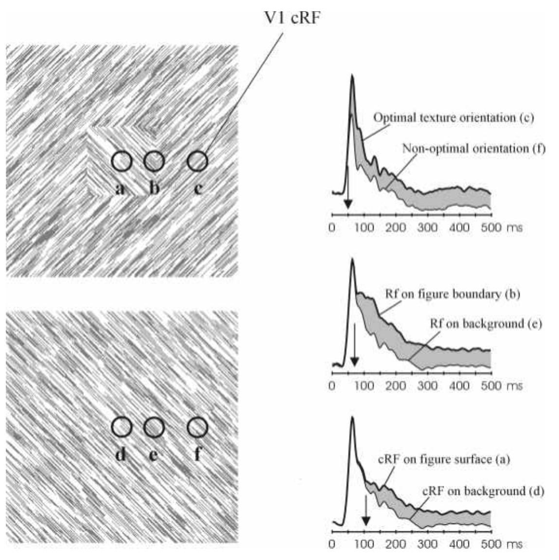 We, and many others, have shown that CM occurs in many different conditions. CM typically expresses the perceptual interpretation of the scene. A stimulus that is perceived as more bright or salient due to its context, evokes a stronger V1 response. When it is grouped with other stimuli into a discernable object, its evoked response will likewise be stronger. In  general, CM seems to be expressing fundamental visual processes like perceptual grouping  and figure-ground segregation”””.  That contextual modulation (CM) is mediated by RP was confirmed by a study where V1 was isolated from feedback from higher areas (because these were lesioned), yet still received input from the thalamus (and the eyes). Orientation tuning (a FFS property) was not changed, but CM was abolished; the cells no longer discriminated between patches of textures that belonged to figure or background”?. CM therefore can be viewed as an electrophysiological marker of RP, just like the early tuning properties of neurons are a marker of the processing established during the FFS. 