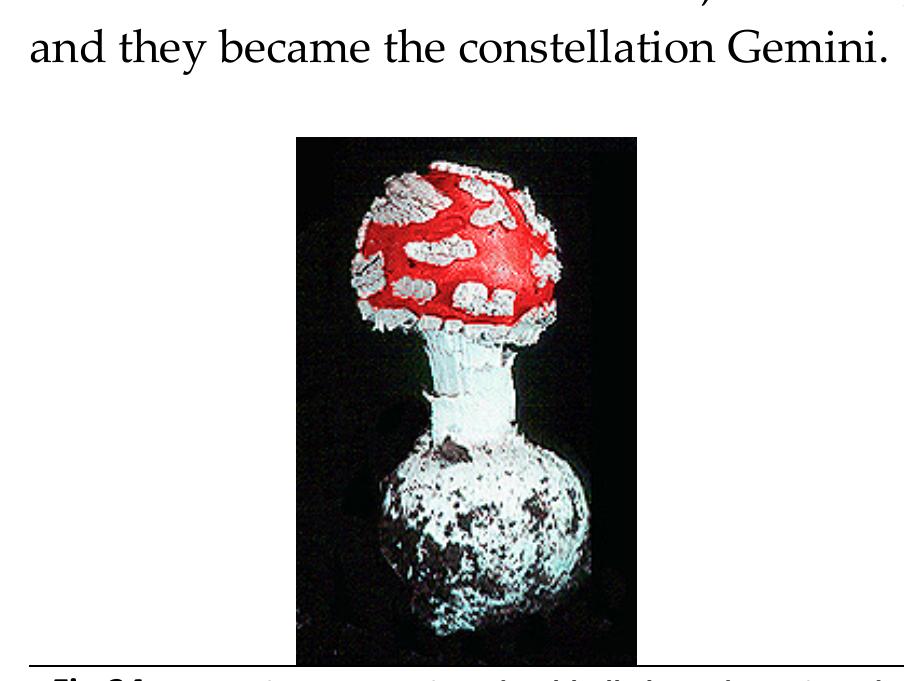Fig-24: Amanita muscaria, dumbbell-shaped, twinned stem. http://www.botany.hawaii.edu/faculty/wong/BOT135/Lect015.htm   SexuS Journal www.sexusjournal.com | Winter-2019 | Volume: 04 | Issue: 11 | Pages:991-1034 coo Ruck C, Haoma-Greek Mysteries °c° ISSN 2536-5185 (  