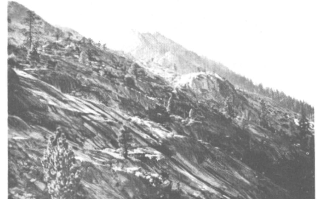 Figure 6--This Jeffrey pine/Huckleberry oak/Rock spirea Association near Lake Tahoe illustrates how a community organization emerges from the intersection of the microsite pattern and the species occurr- ence pattern. If both patterns are not taken into account, the sparseness of the vegetation in the community could make recognition difficult.  Thus, the annual rangeland vegetation displays a relatively fixed set of species from year to year, but species dominance changes dramatically from year to year, influenced by annual rainfall. Over several years, the annual plant range seems to be stable. Over the long term, patterns of dominance are predict- able, if knowledge of rainfall and grazing patterns is properly applied. Many chaparral communities display a fixed set of species after each disturbance by fire; yet the dominant species in these communities seems to be determined by the weather during the first years of seedling establishment after a fire. When viewed from a long-term perspective, these chaparral communities are stable in the same way as the annual plant rangelands. 