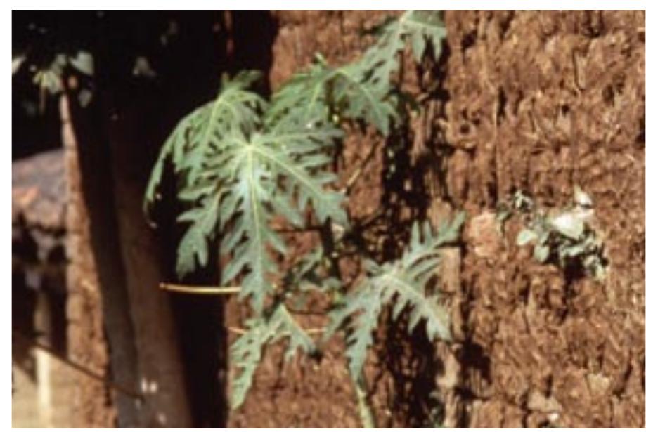 However, these anti-kala-azar measures were not introduced in an organised or uniform way across ndian states, which caused the disease to remain widely prevalent in Bihar and West Bengal (sporadic cases were also reported from the states of Uttar Pradesh, Gujarat, Punjab and Tamil Nadu). The ational Planning Commission considered the problem to be serious enough in 1990 to approve significant financial assistance to an expanded scheme for kala-azar control; these funds were intended to provide for the assembling of teams of workers, chemicals for anti-vector spraying and drugs for treating people struck by the disease. UNICEF provided additional assistance for publicity