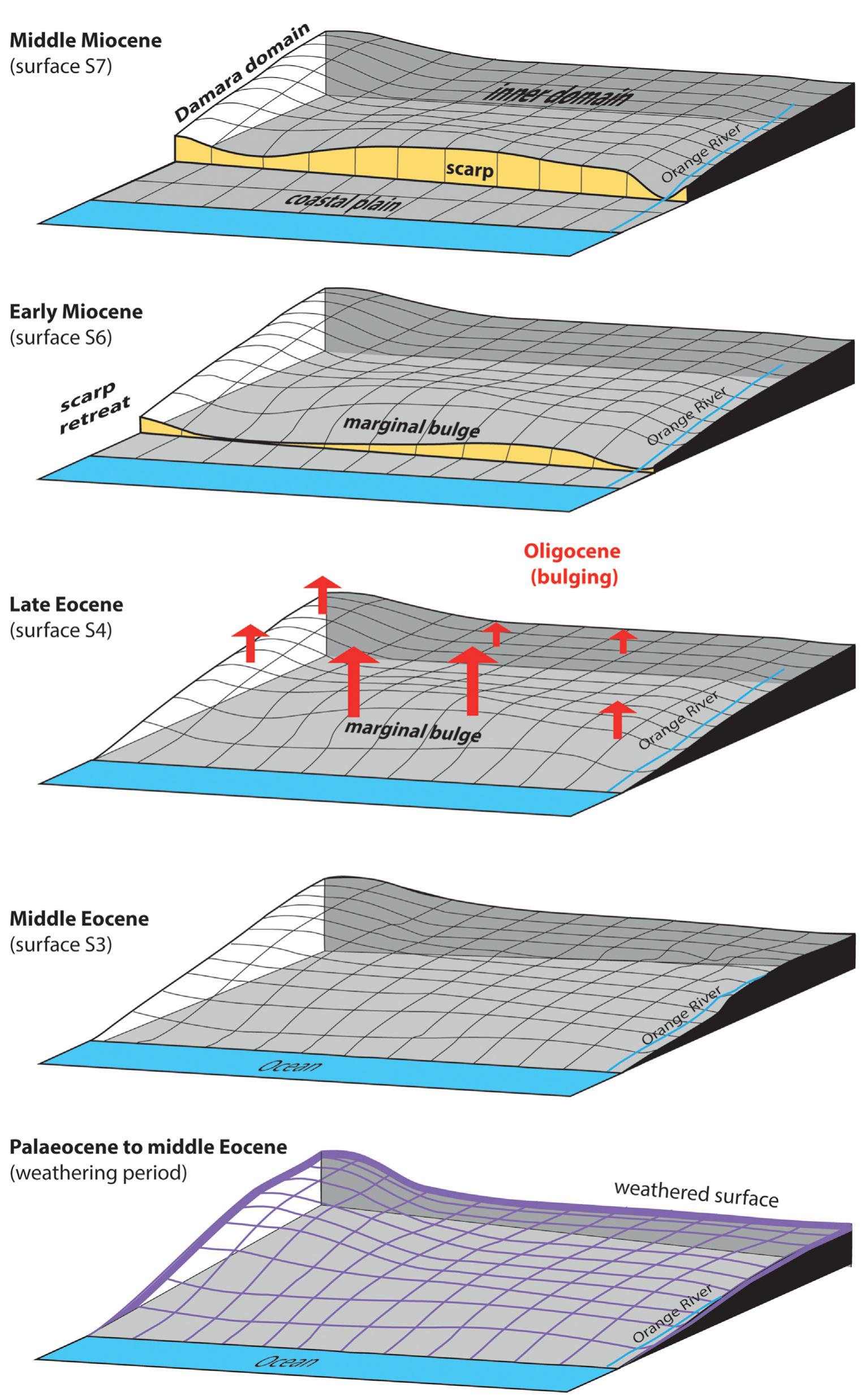Fig. 11. Morphotectonic evolution of the Namibian plateau and margin during the Cenozoic in five steps. Paleocene weathering and Oligocene bulging drive the geomorphic evolution. 