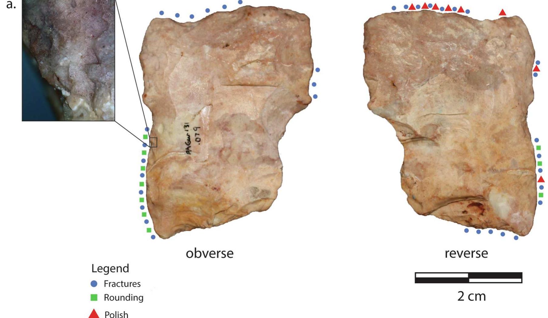 Fig. 7. Wedge that tested positive against dog. Circles indicate locations of fractures, squares show locations of rounding, triangles indicate locations of polish example of step-terminating fractures shown in inset a. 